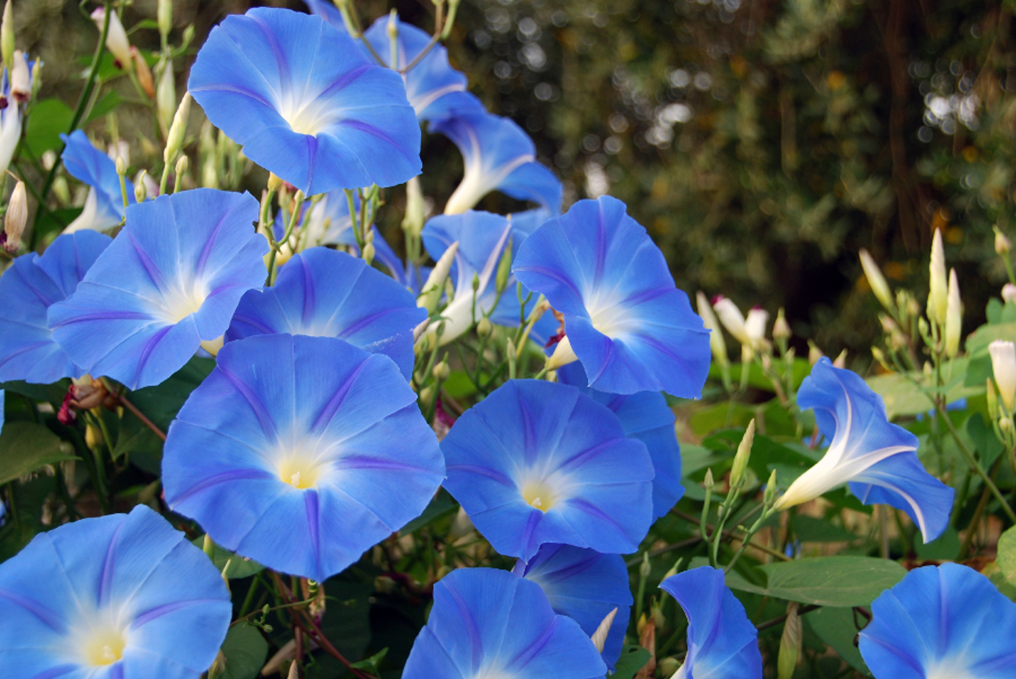 morning glory flower