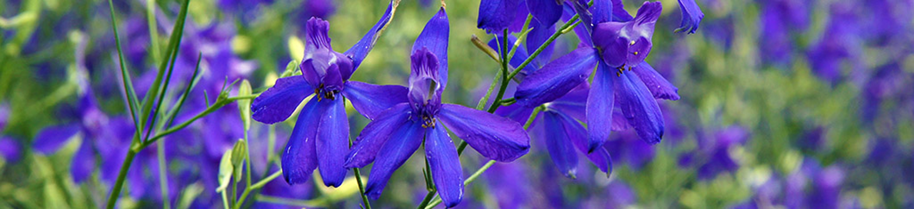 Forking larkspur Consolida regalis blue flowers, shallow depth of field