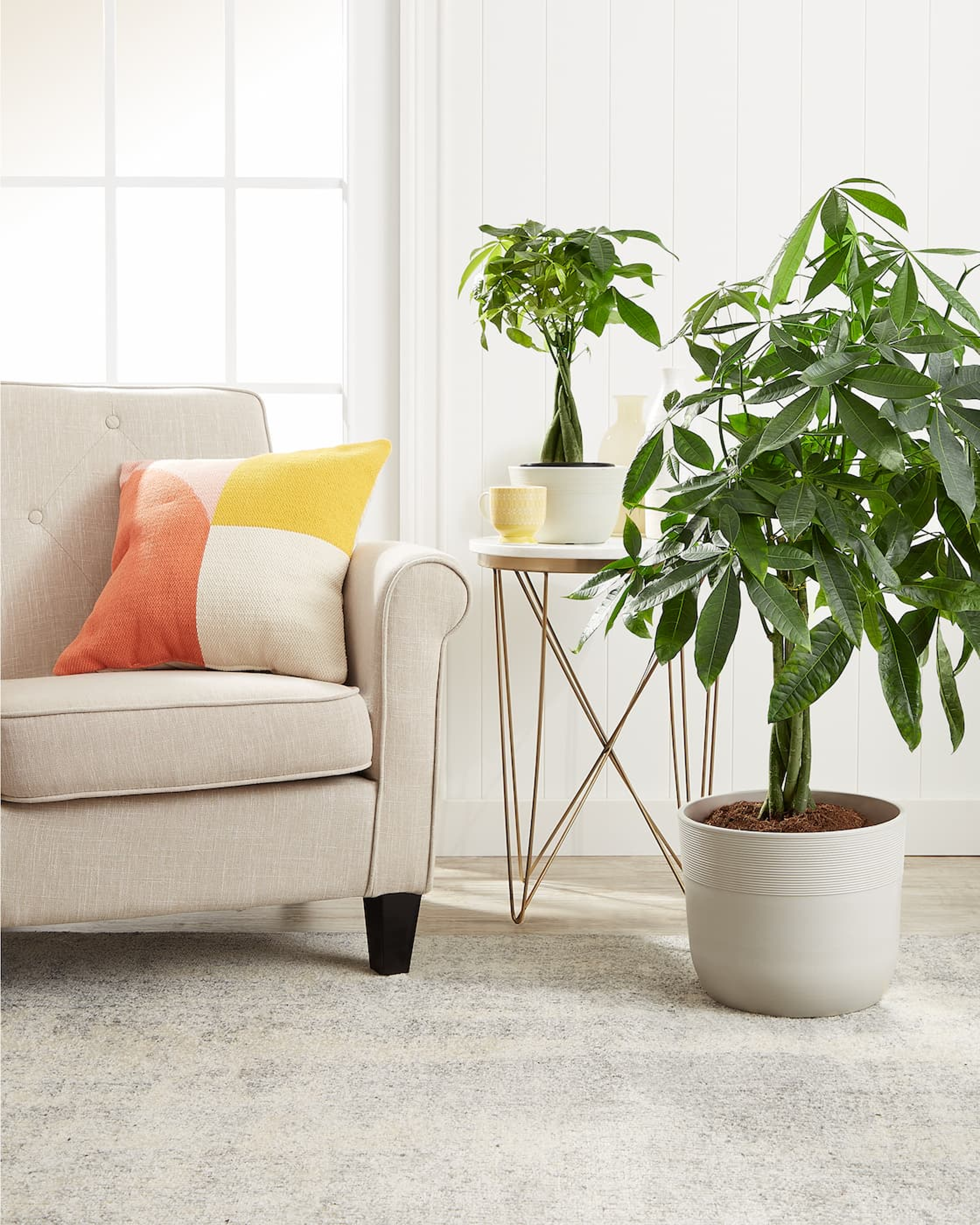 A Money Tree—the perfect addition to any living room, office, or bedroom, available as both a table and a floor plant!