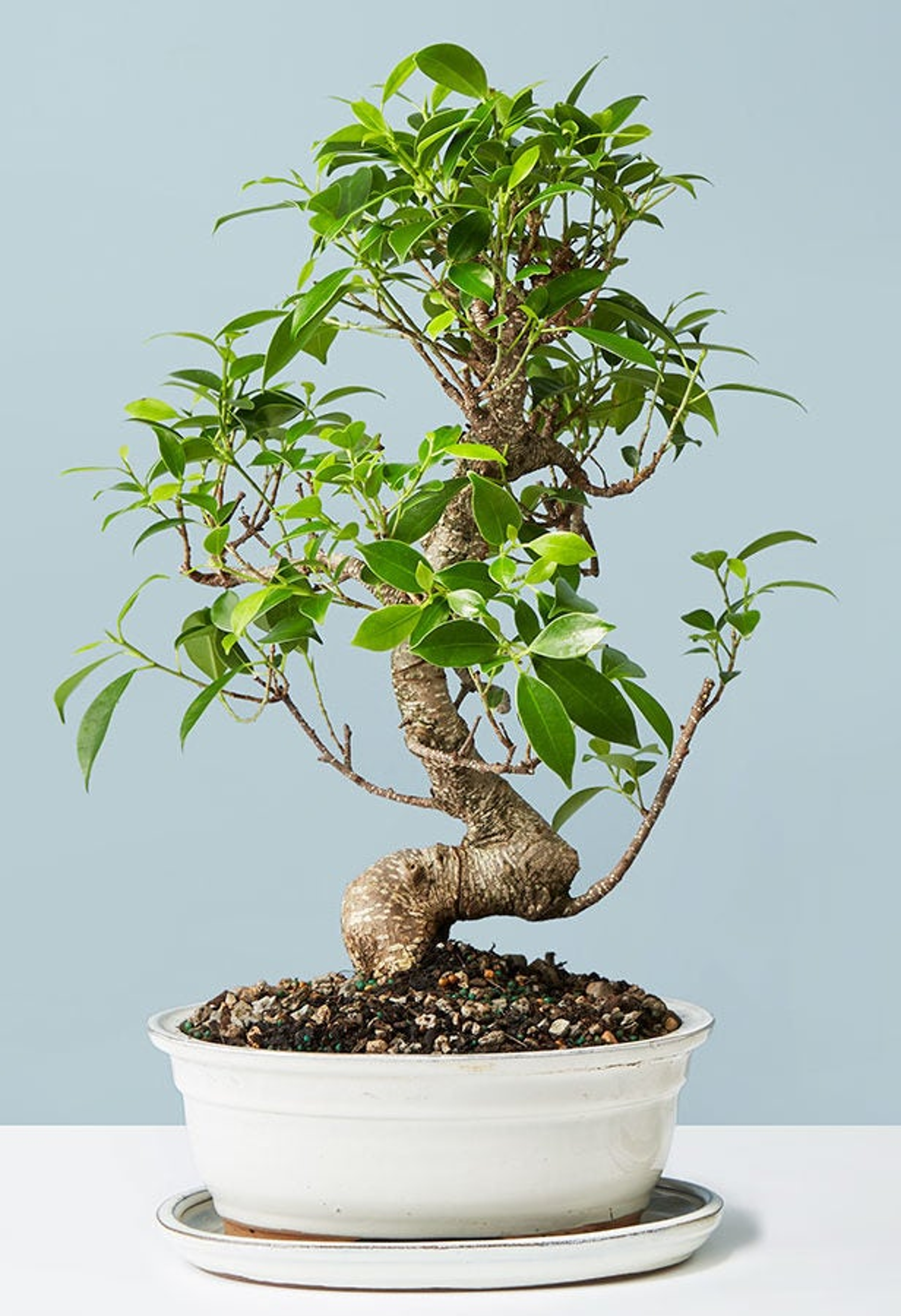 A Juniper Bonsai tree in a tray