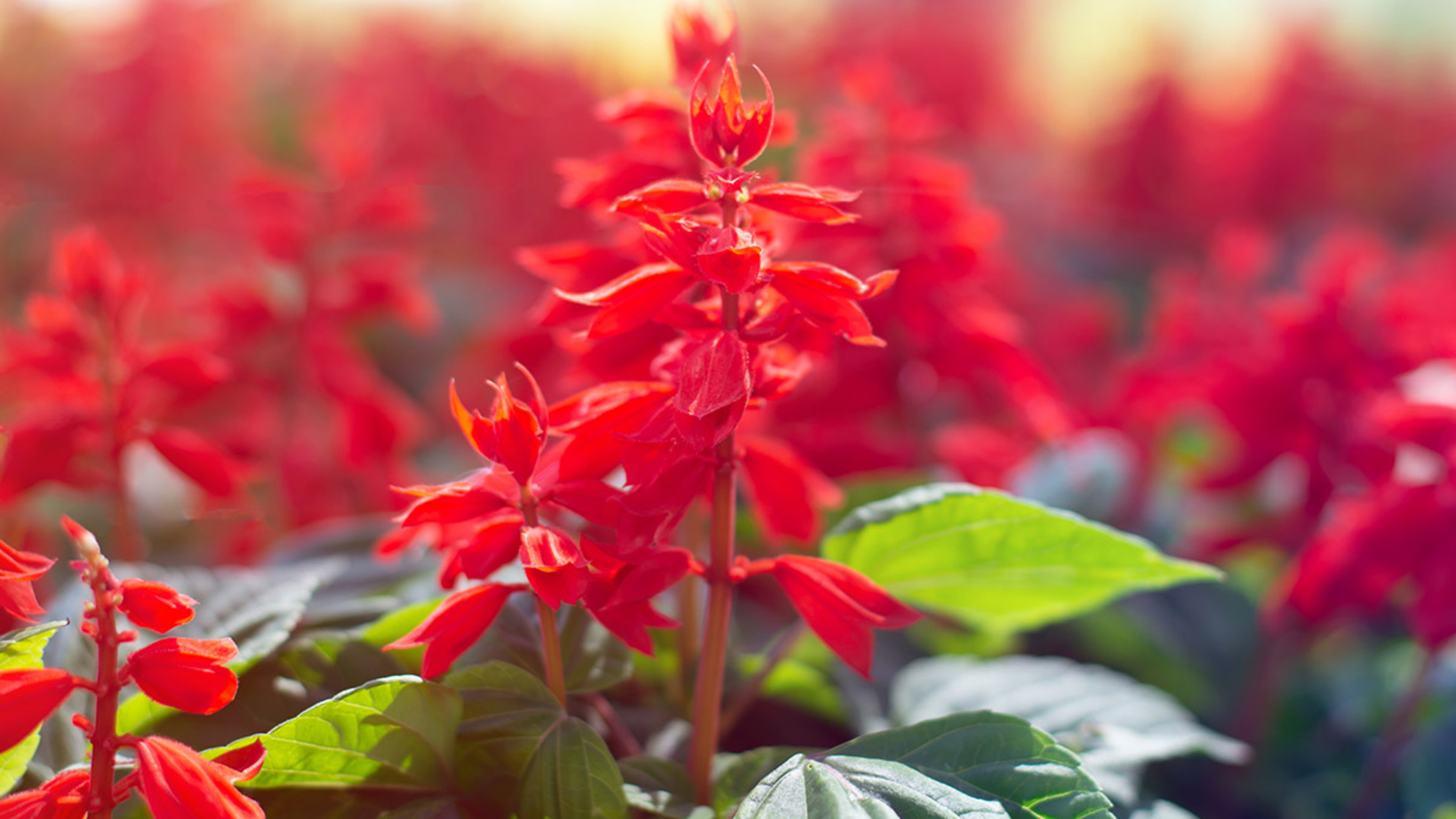 soft focus red salvia flower in the garden