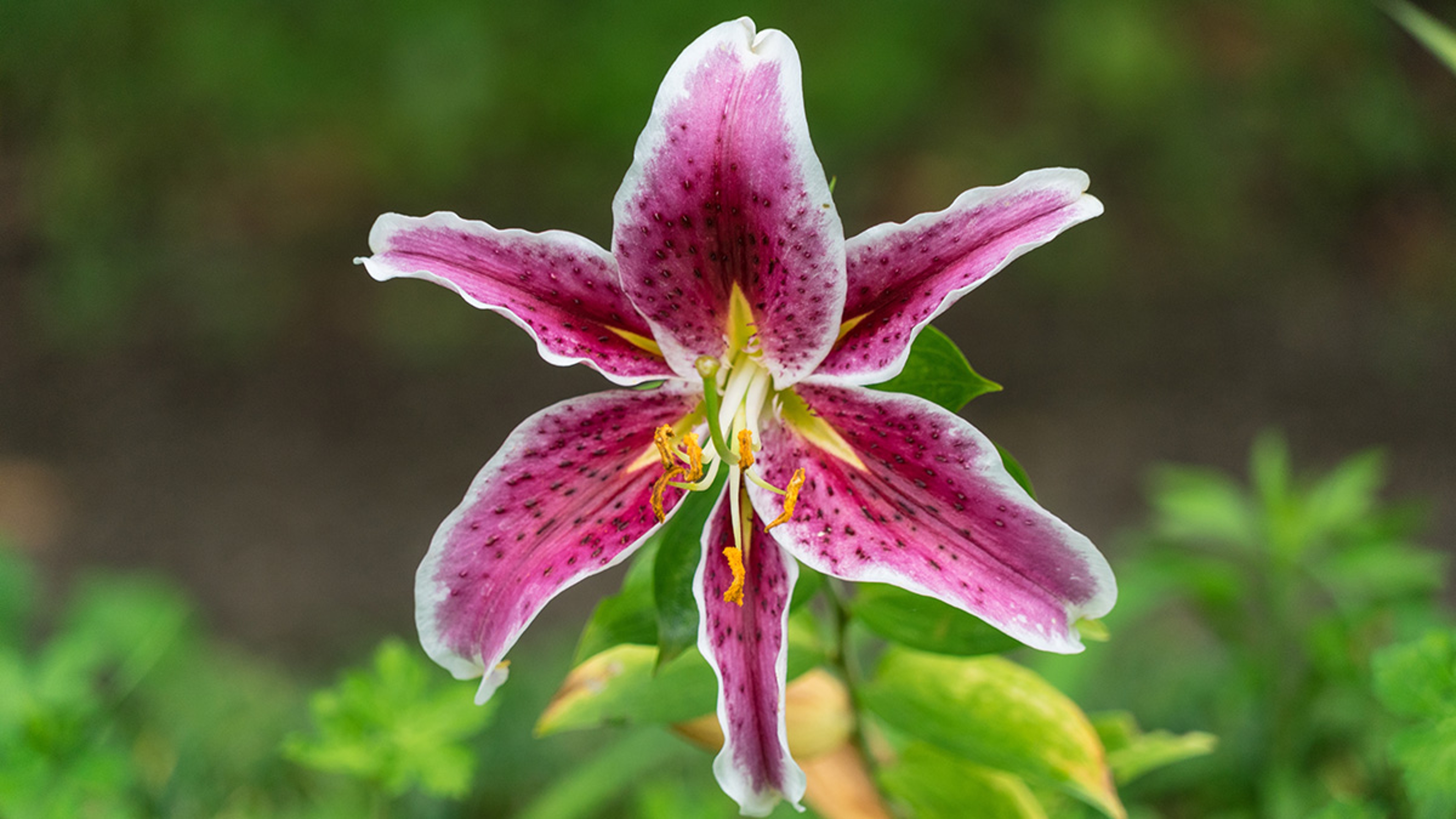 Article Cards Featured Image Photo of a lily, one of many popular Japanese flowers