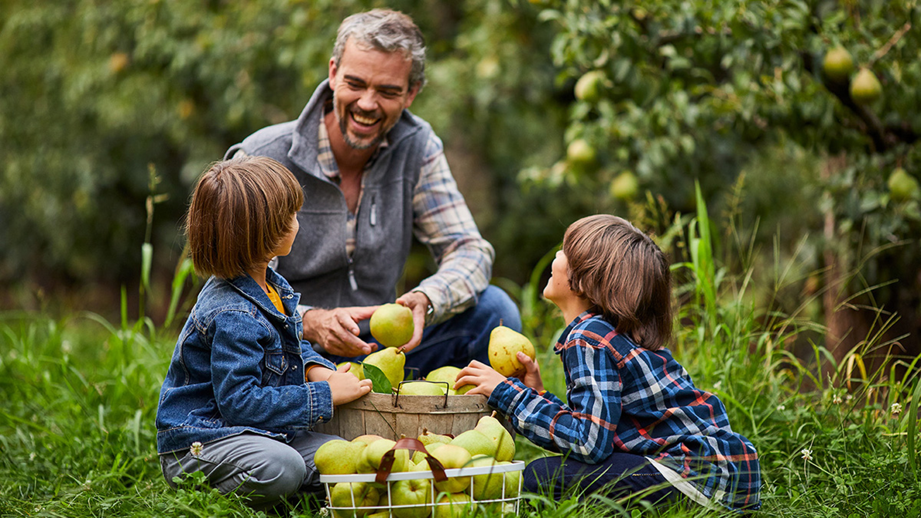 Grandparents with an older man and two young boys picking pears in an orchard.