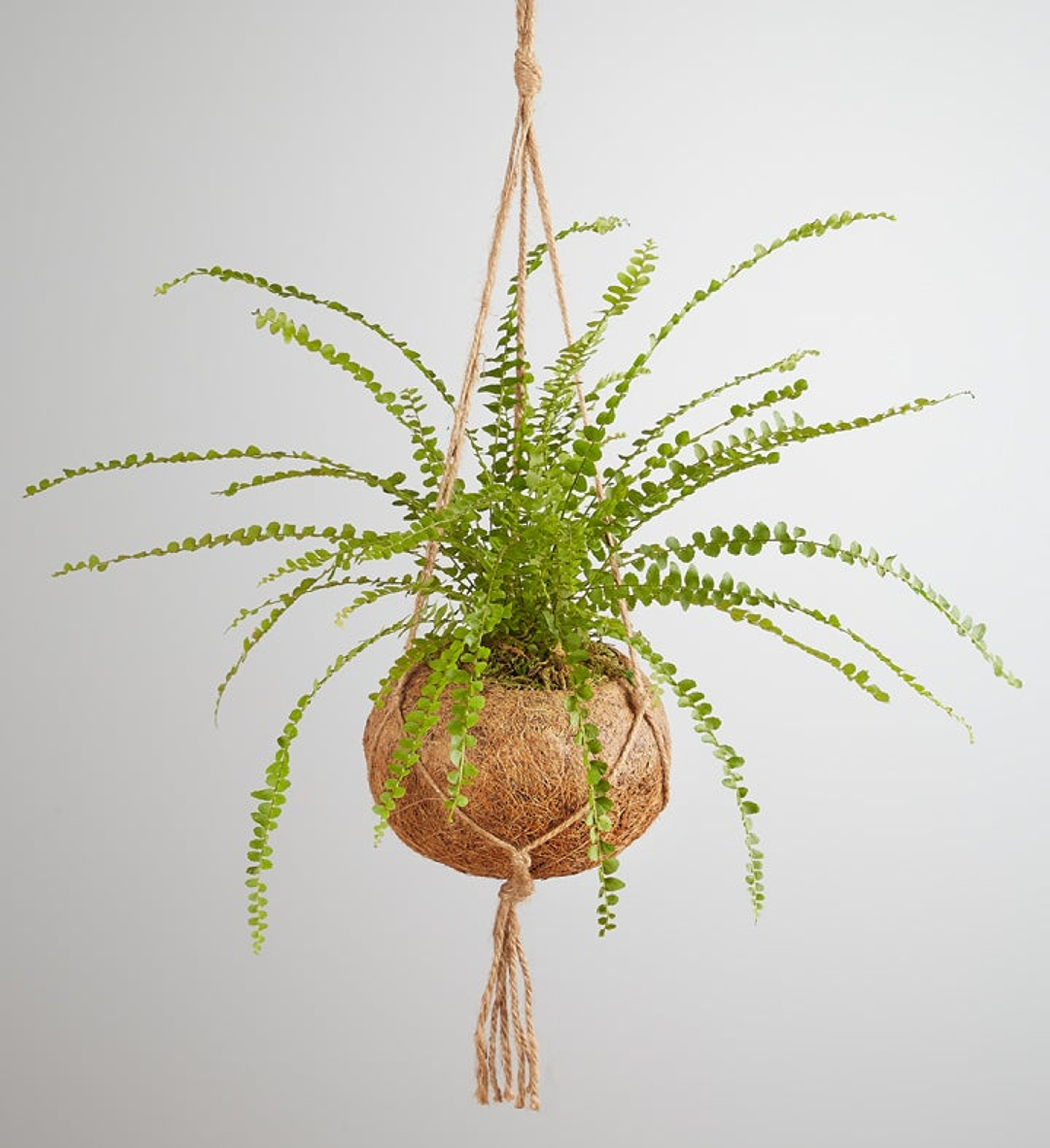 Lemon Butter Fern hanging planter