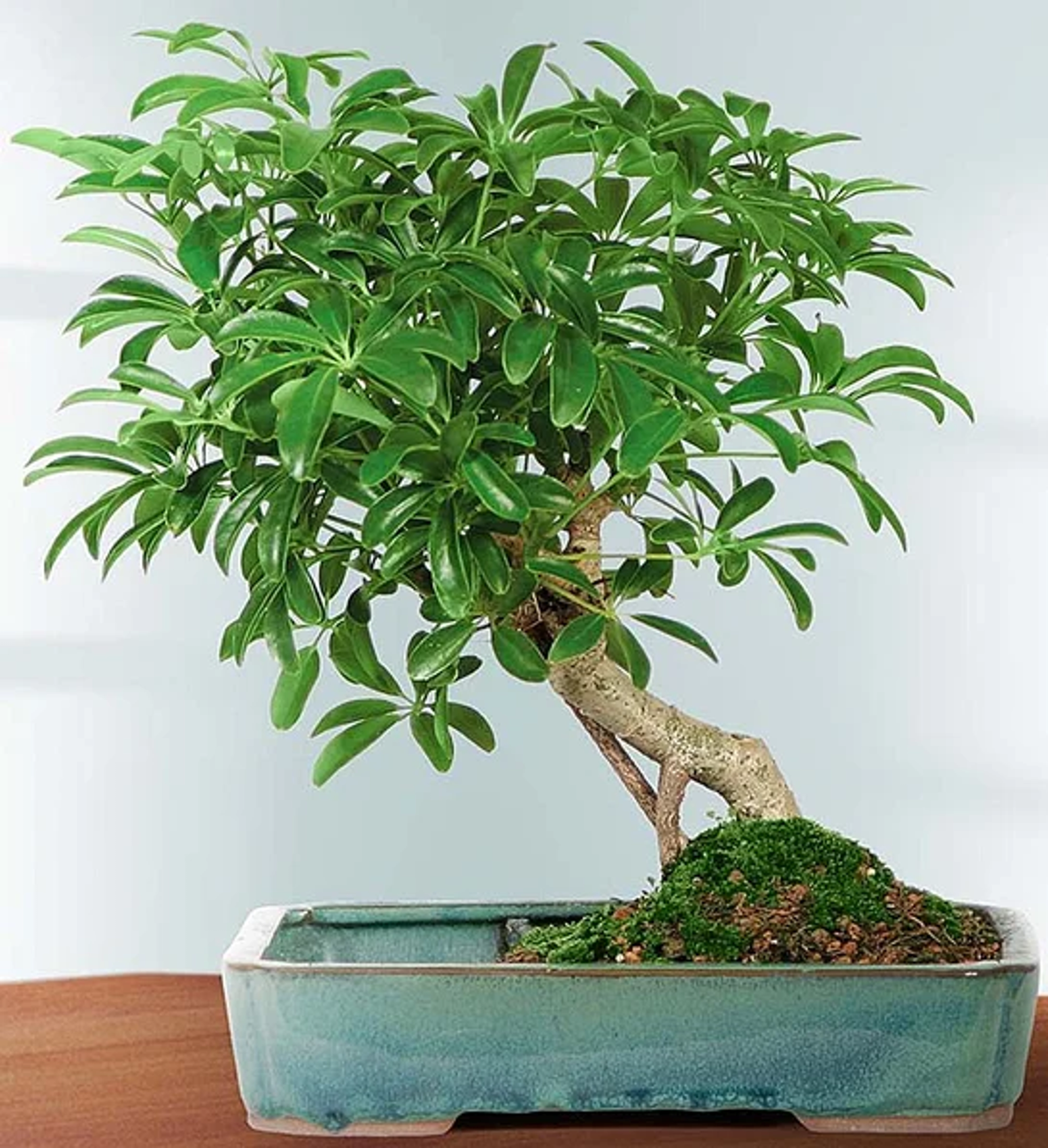 types of bonsai trees Hawaiian Umbrella Tree
