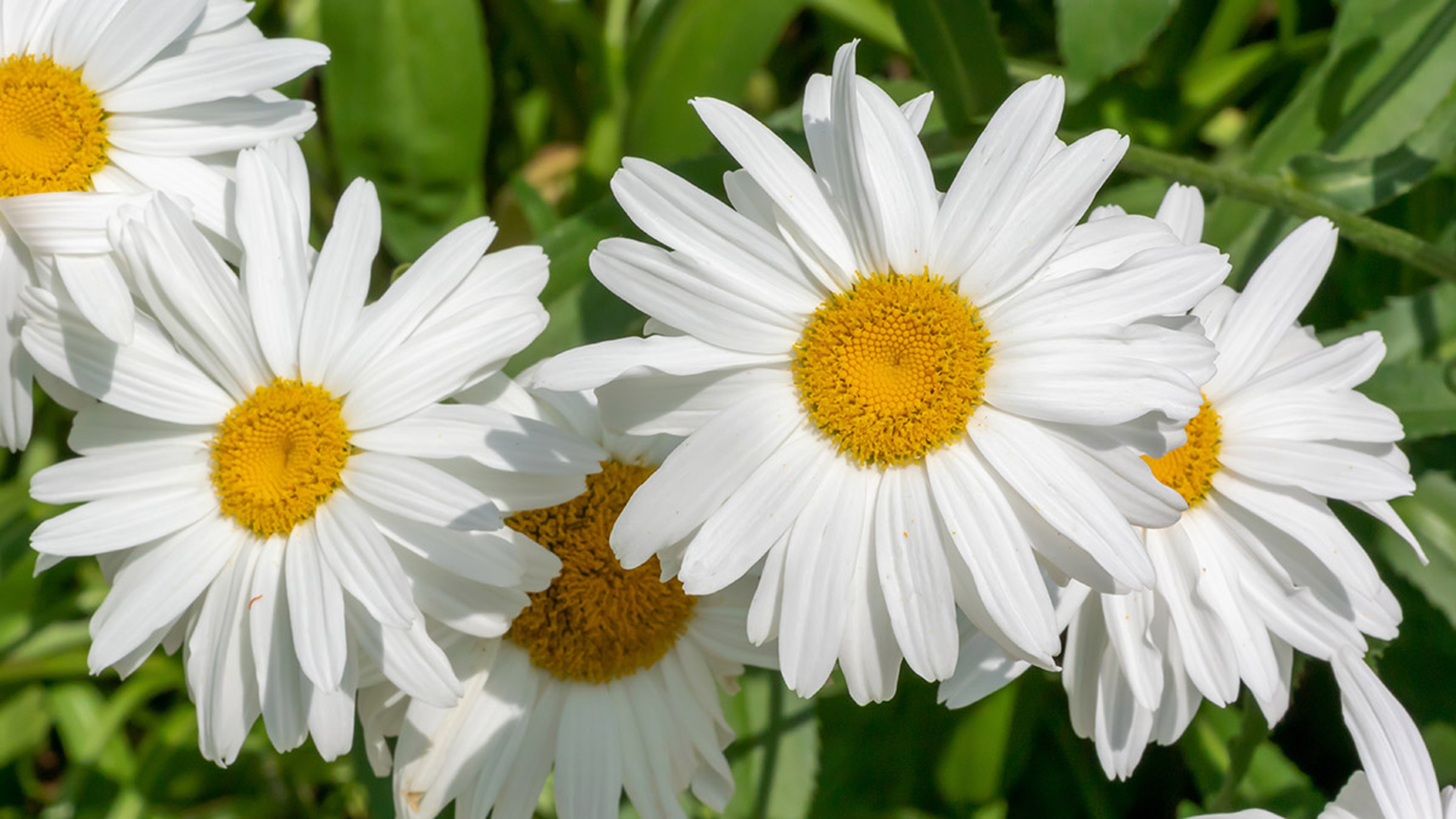 Beautiful White Shasta Daisies Growing In The Garden In Summer