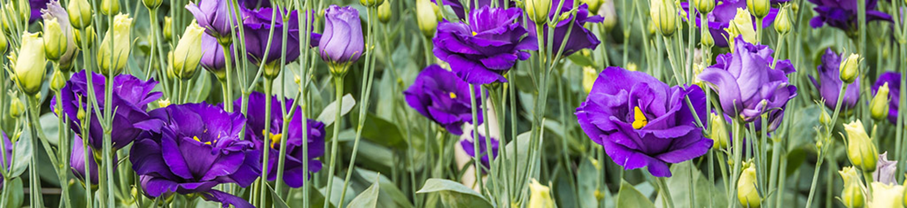Large flower nursery full of purple flowering Lisianthus or Eustoma plants