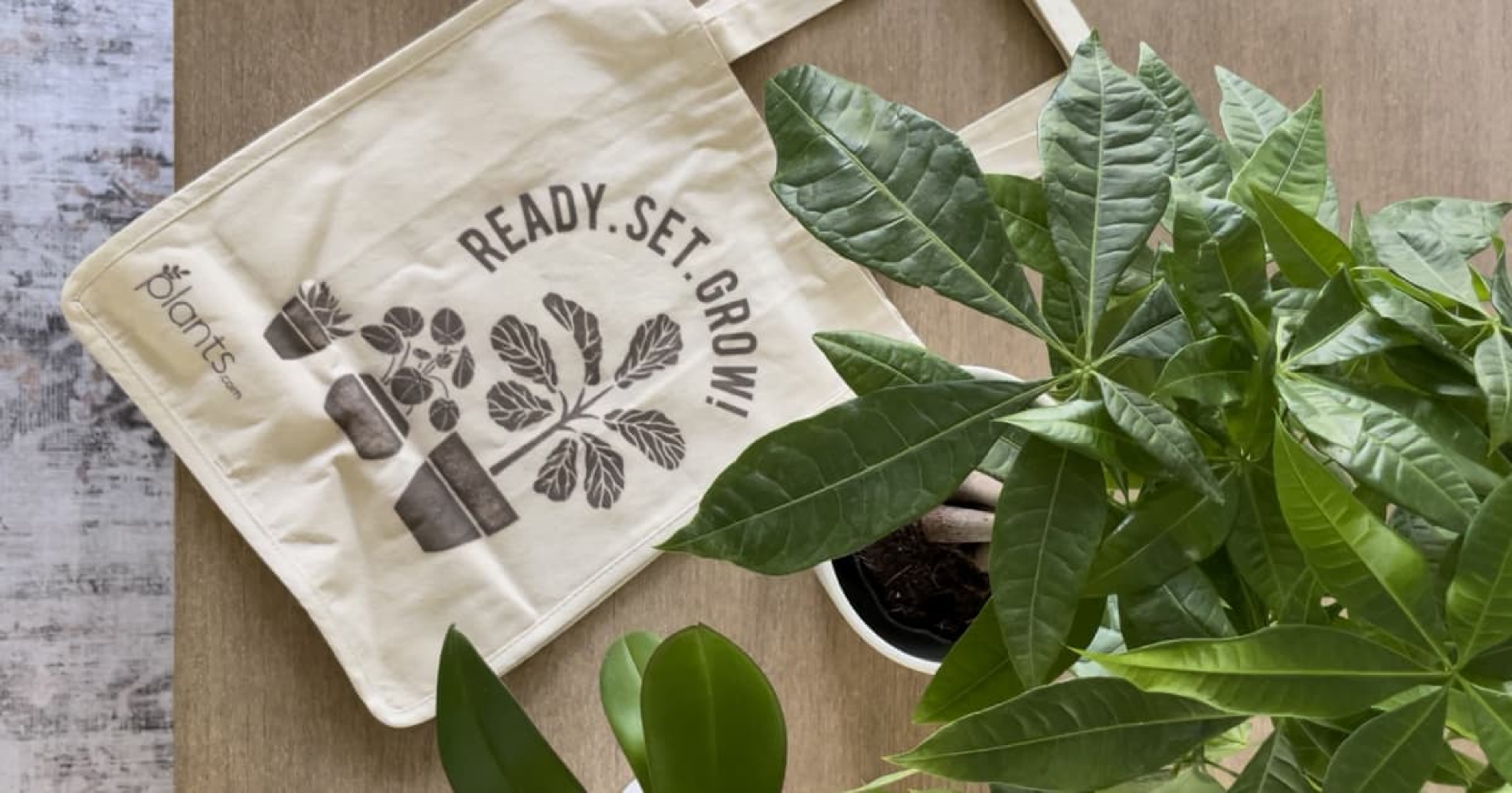 Article Cards Featured Image money tree plant and plantscom tote