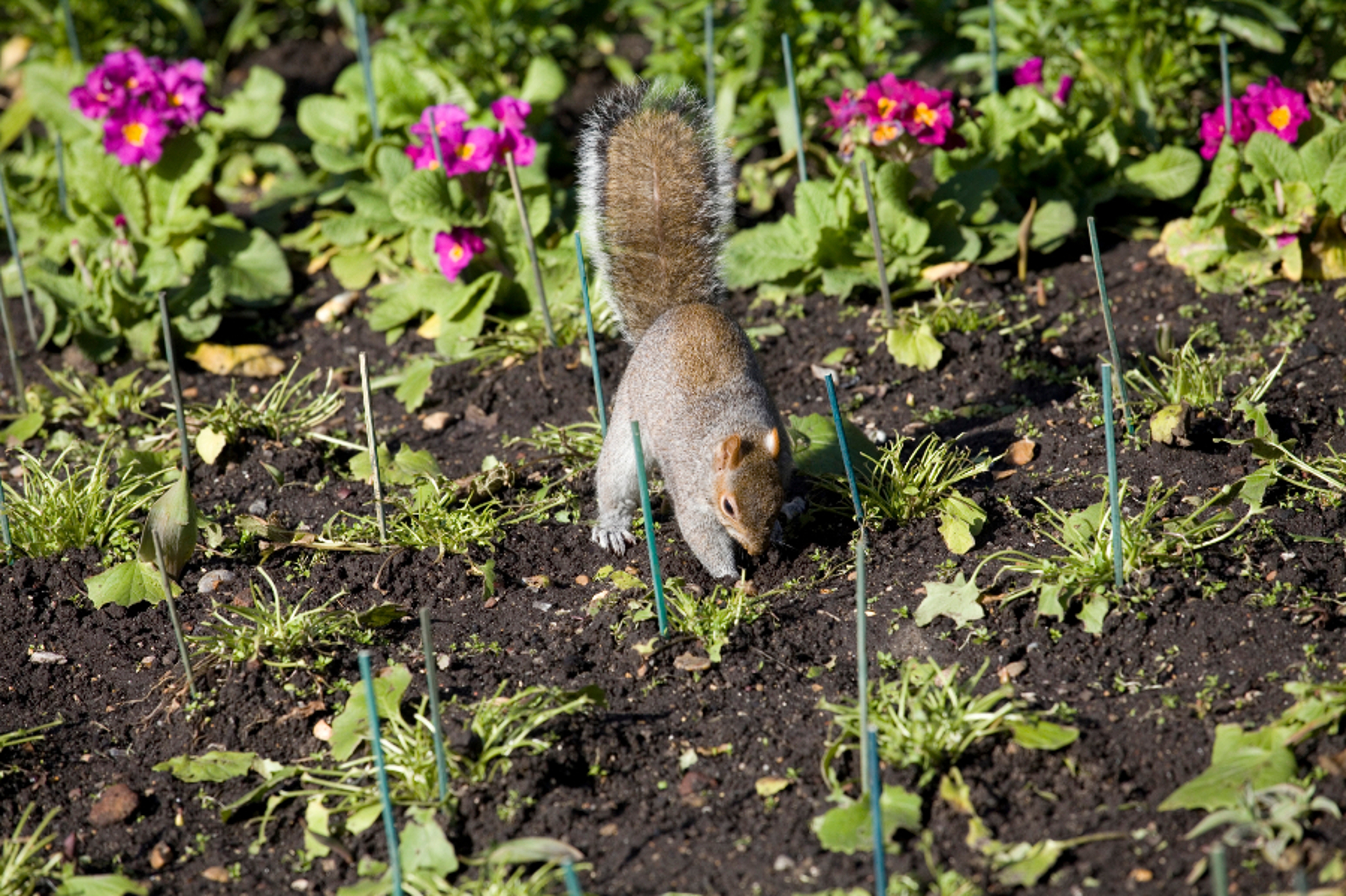 Article Cards Featured Image squirrel digging in garden