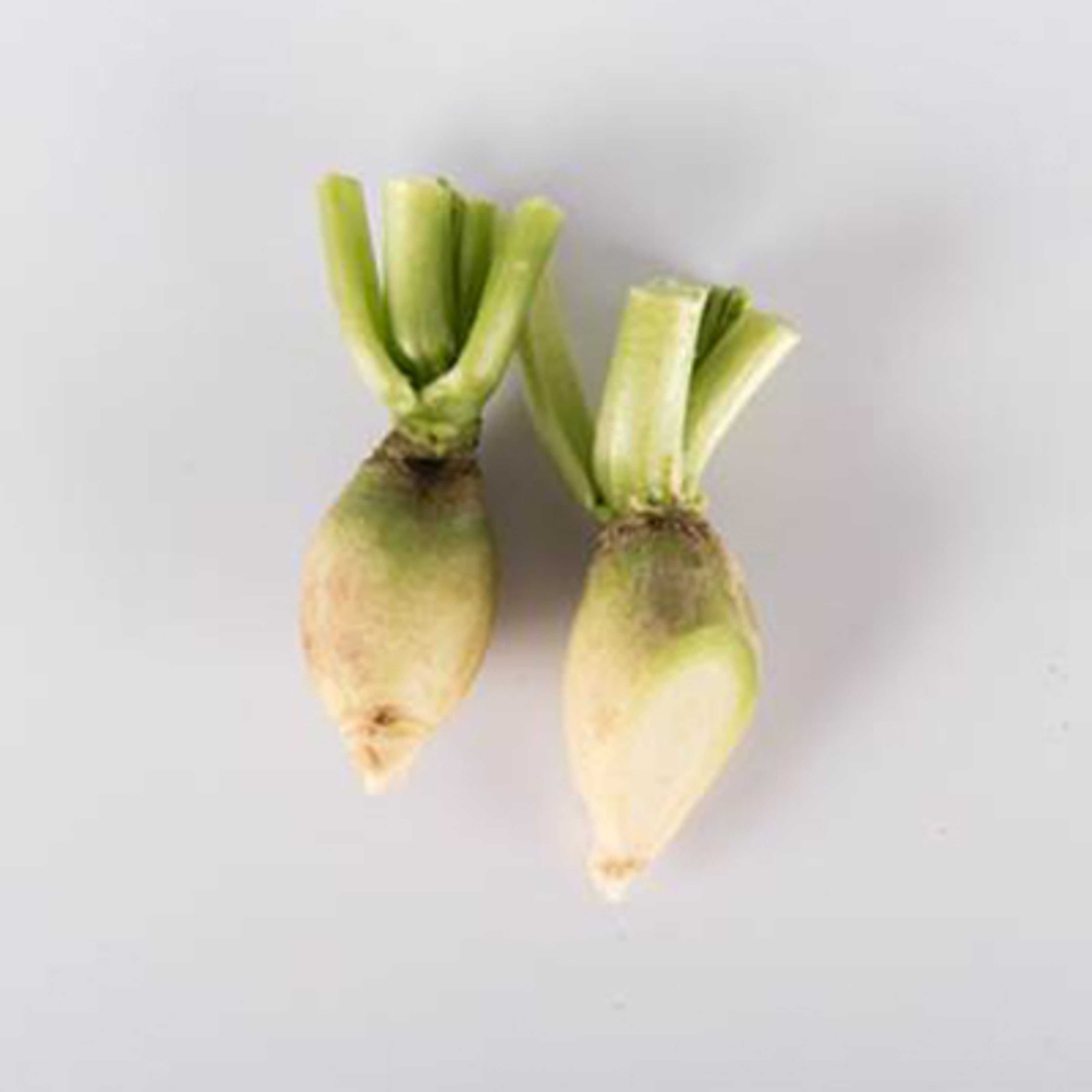 types of radishes lime green
