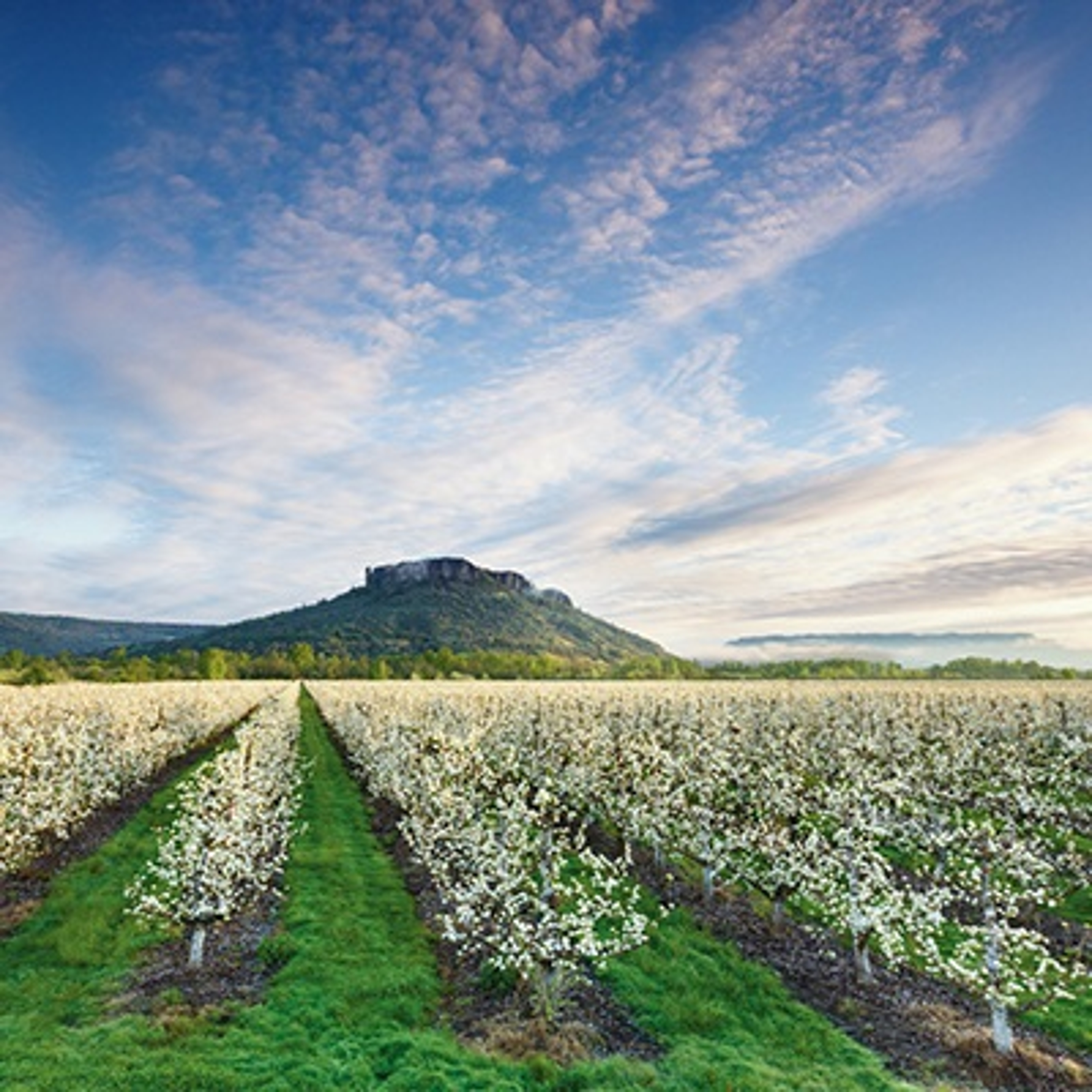 Harry & David's fruit orchards   Rogue Valley in spring filled with blossoming pear trees.