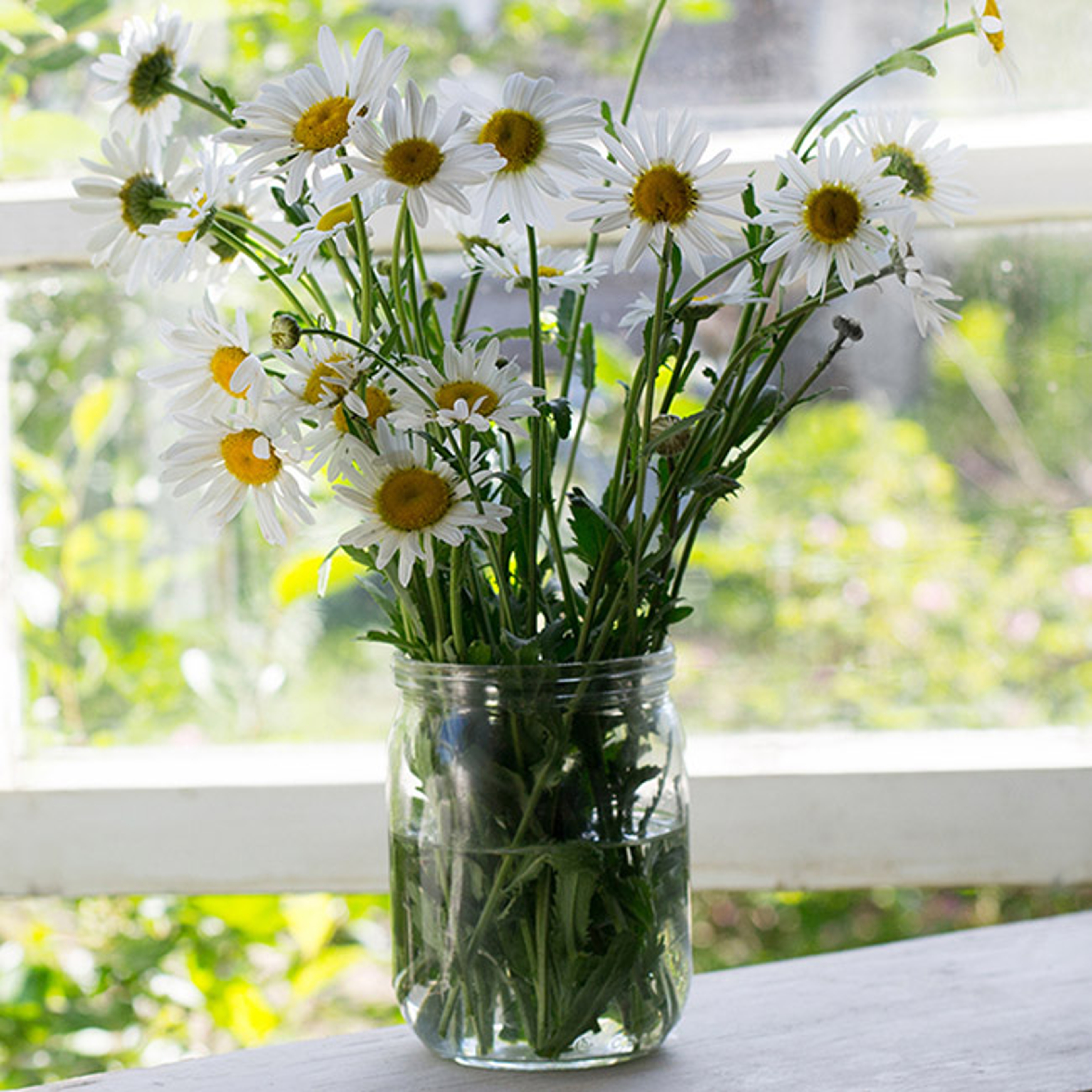 flowers for kids with jar of daisies on windowsill