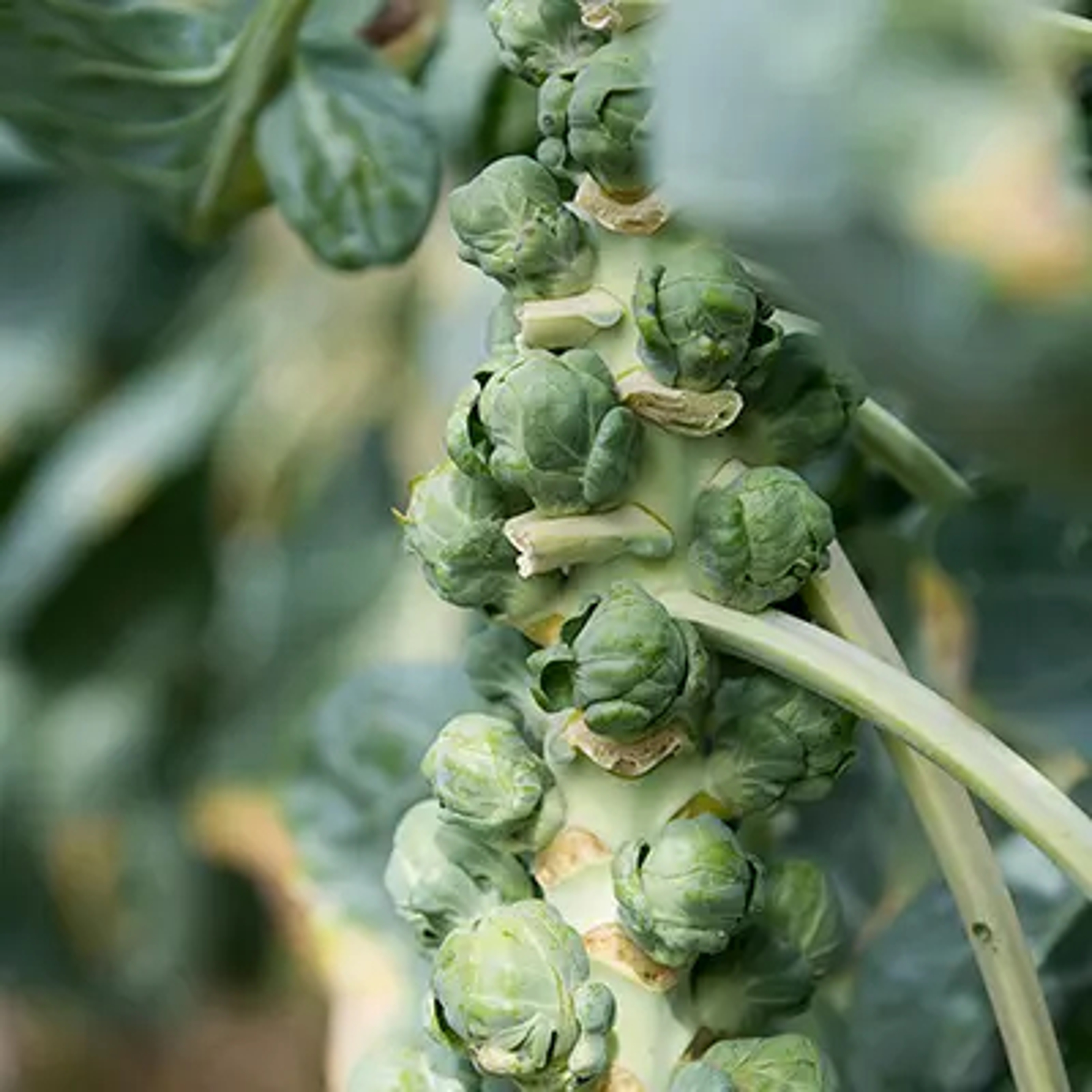 Brussel sprout cluster before harvesting