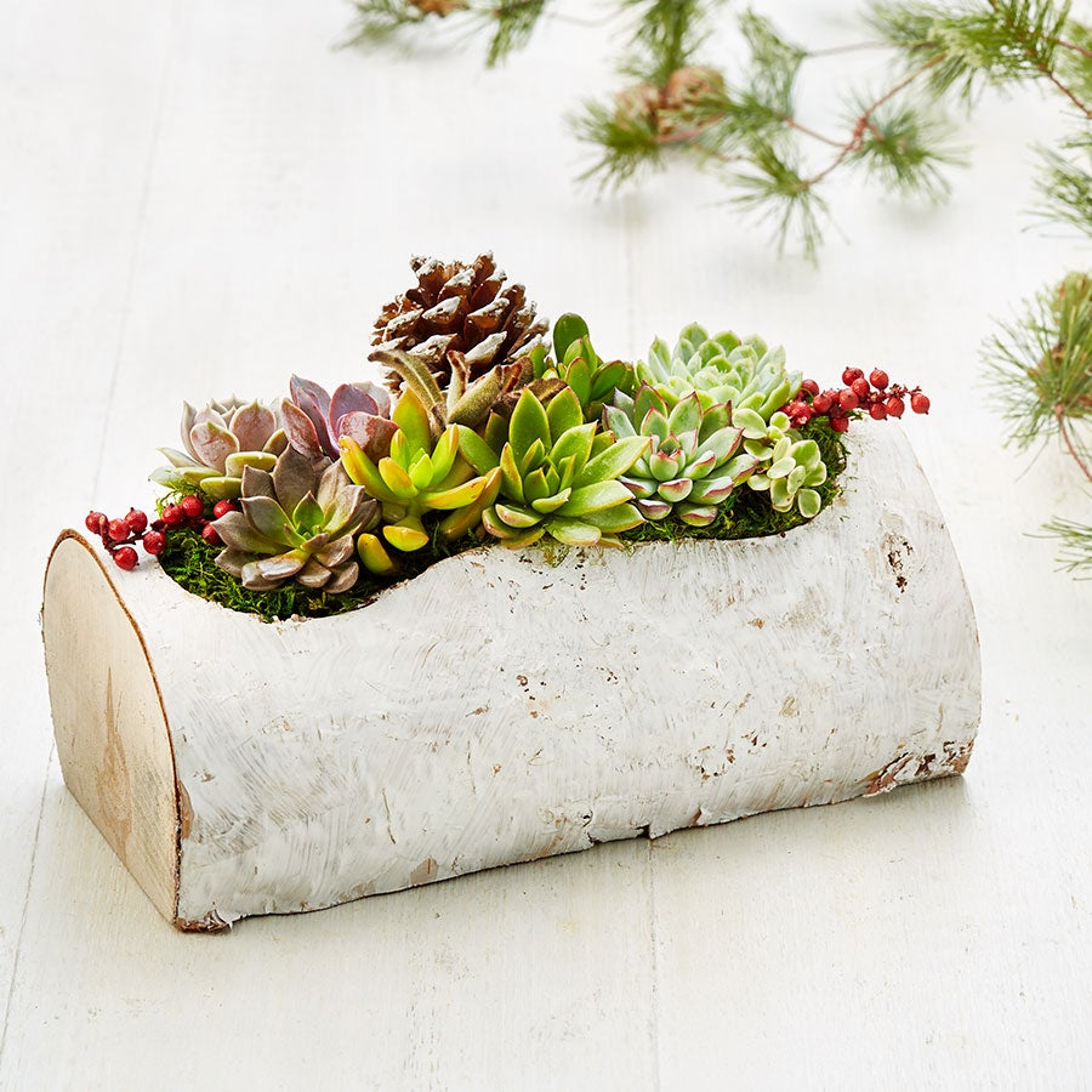 Article Cards Featured Image Succulent planter gift in a hallowed out birch log