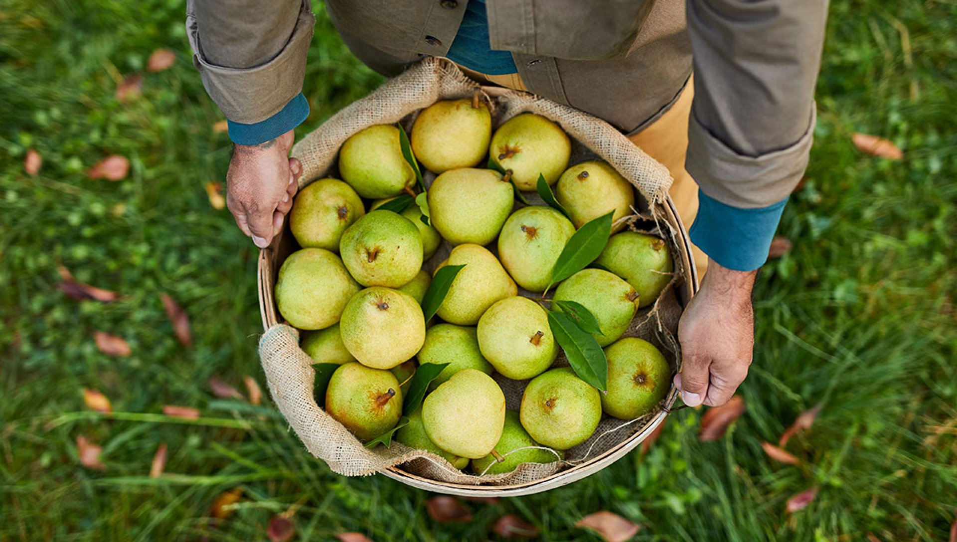 The Reason Behind Our Gold Pears | The Table by Harry & David
