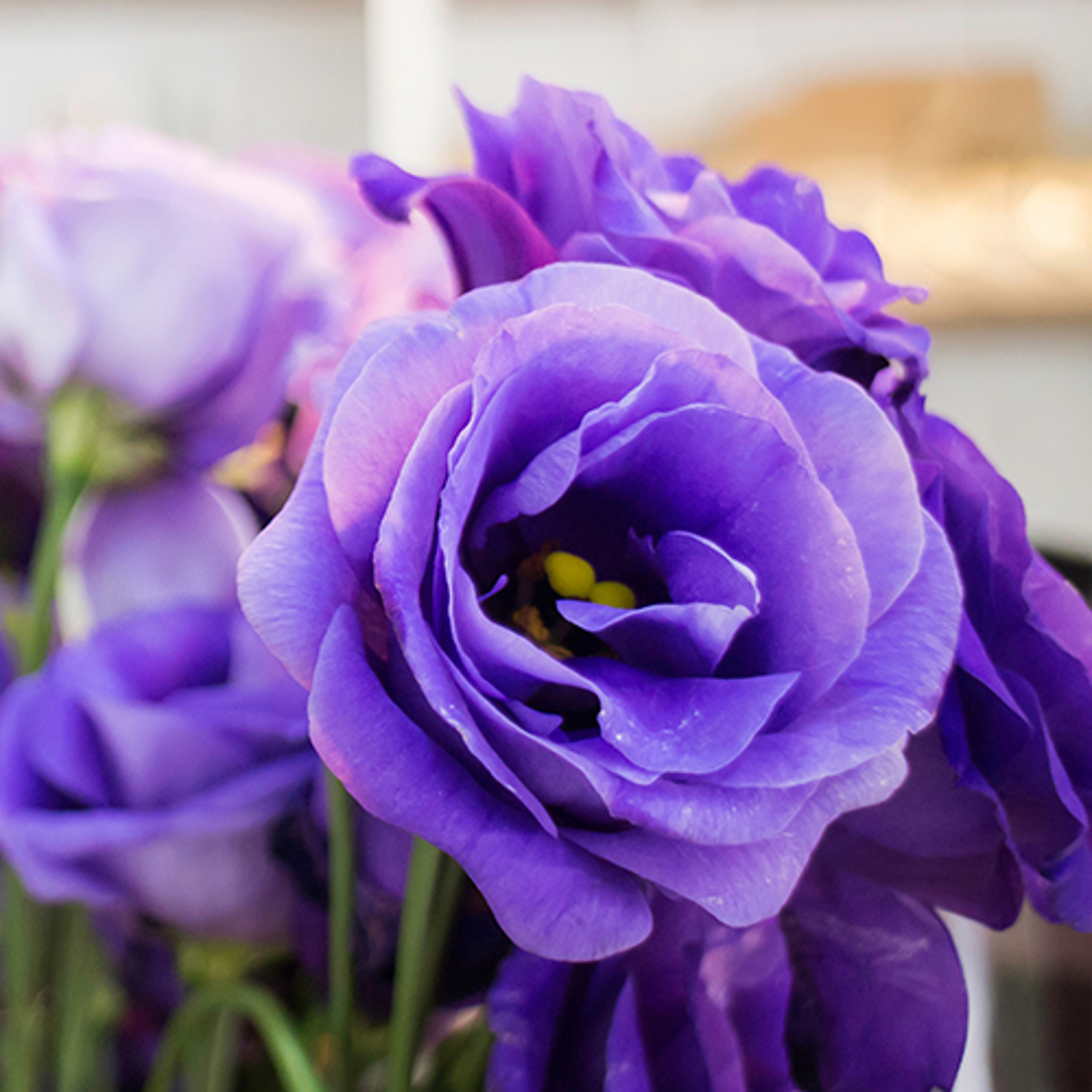 Beautiful fresh purple roses bouquet in vase, stock photo