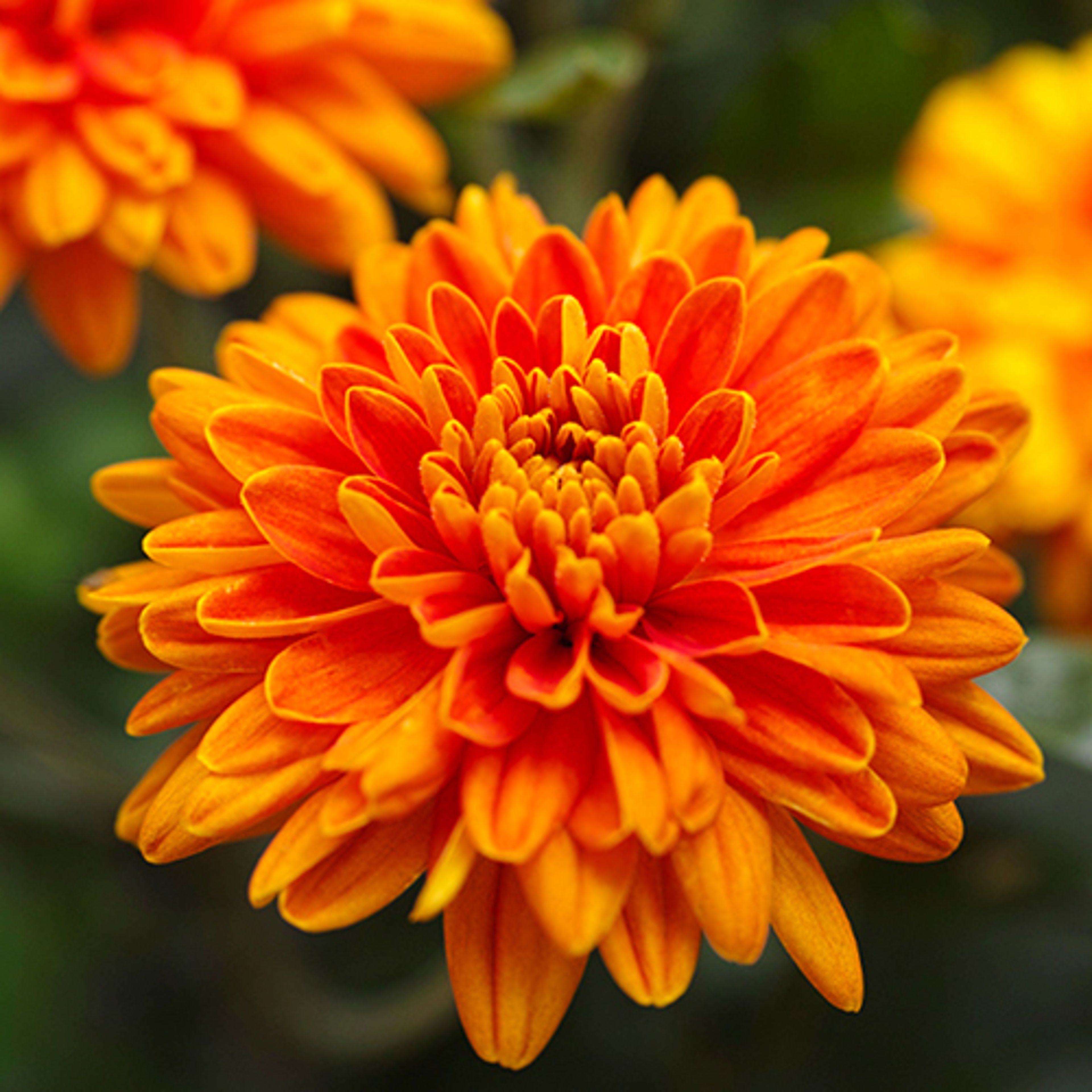 birth flowers chrysanthemum crop