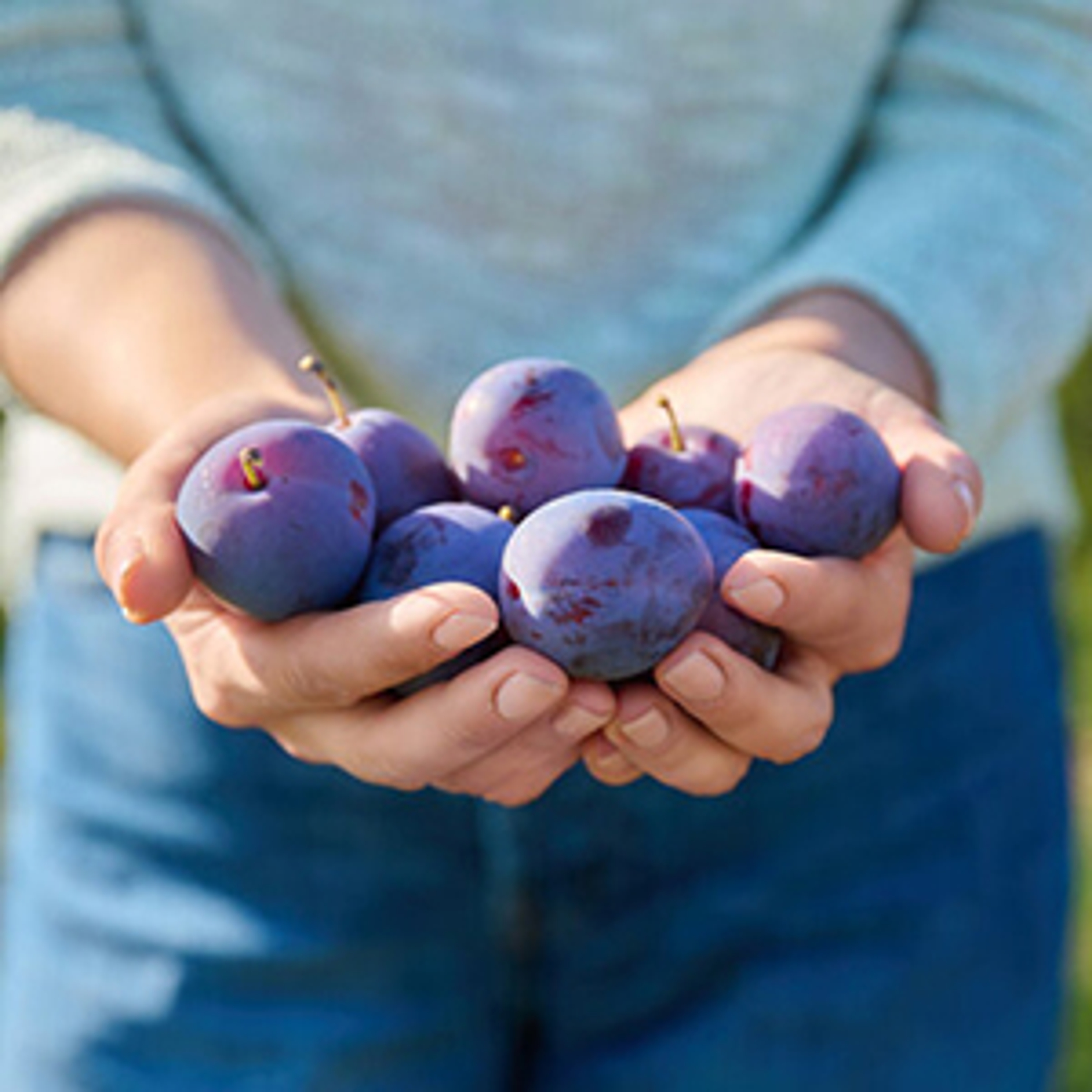 Hands holding out several plums to the camera.