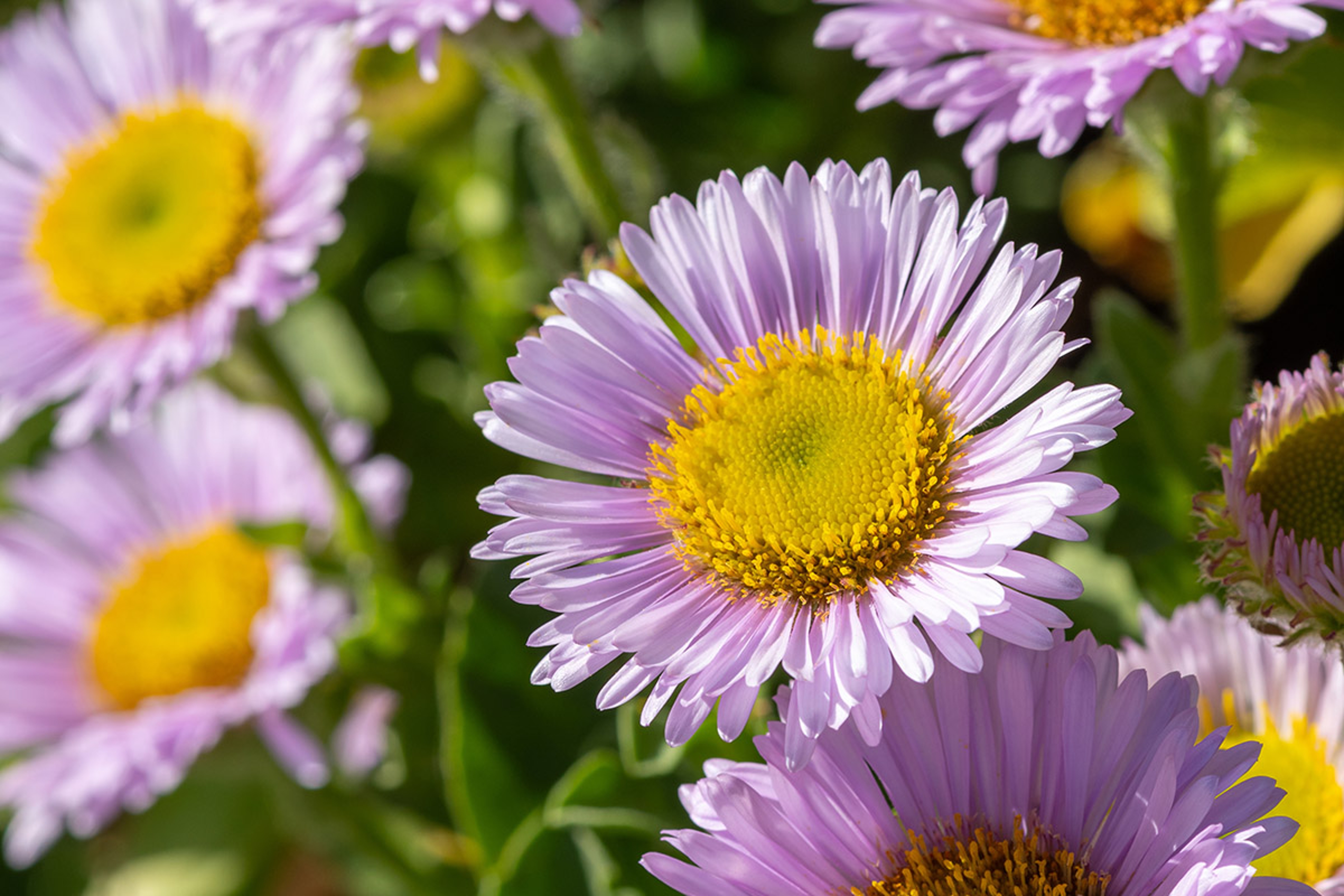 types of daisies Seaside daisy