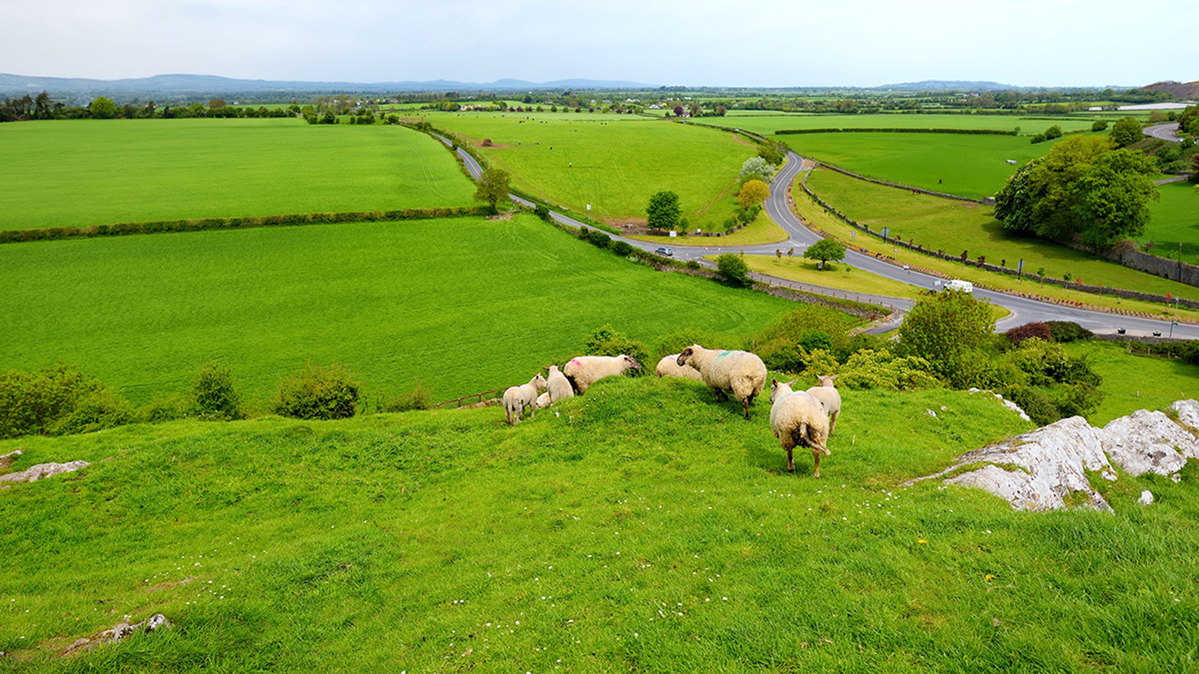 History of St. Patrick's Day with sheep roaming the Irish countryside.