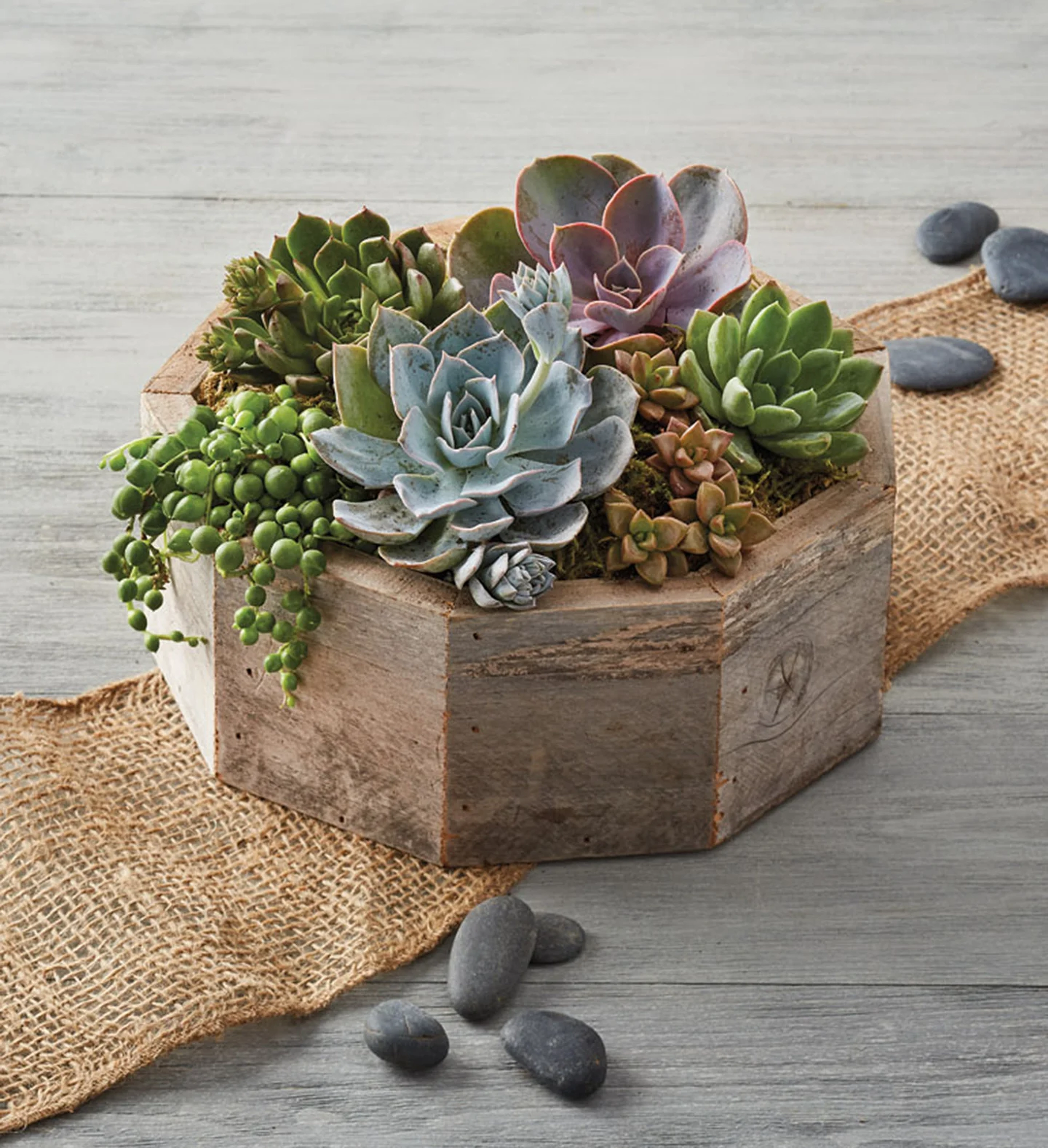 popular house plants Reclaimed Wood Succulent Centerpiece