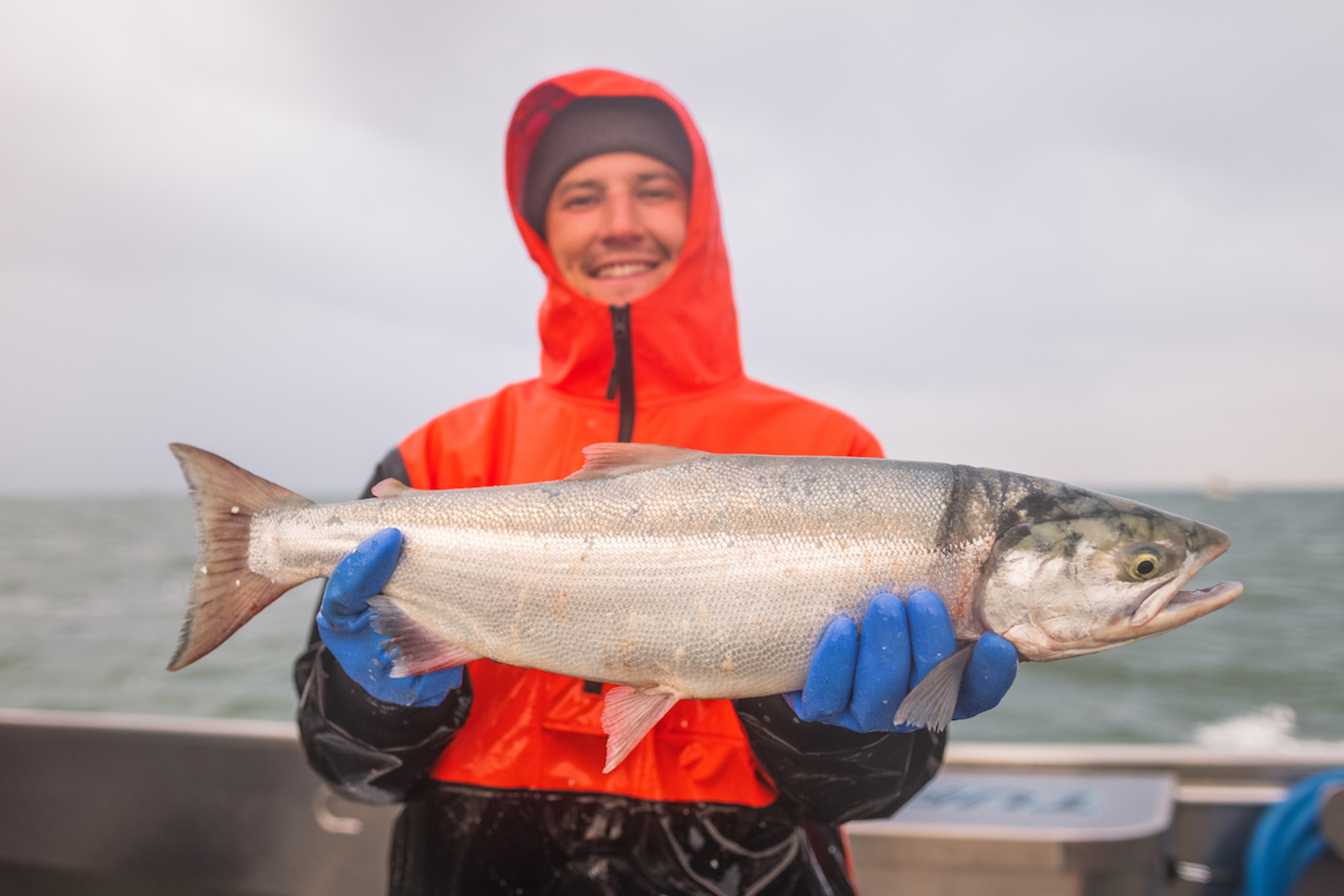 Delighted fisherman enjoyed a record salmon run in . This sockeye is not red because it did not re enter its stream to spawn.