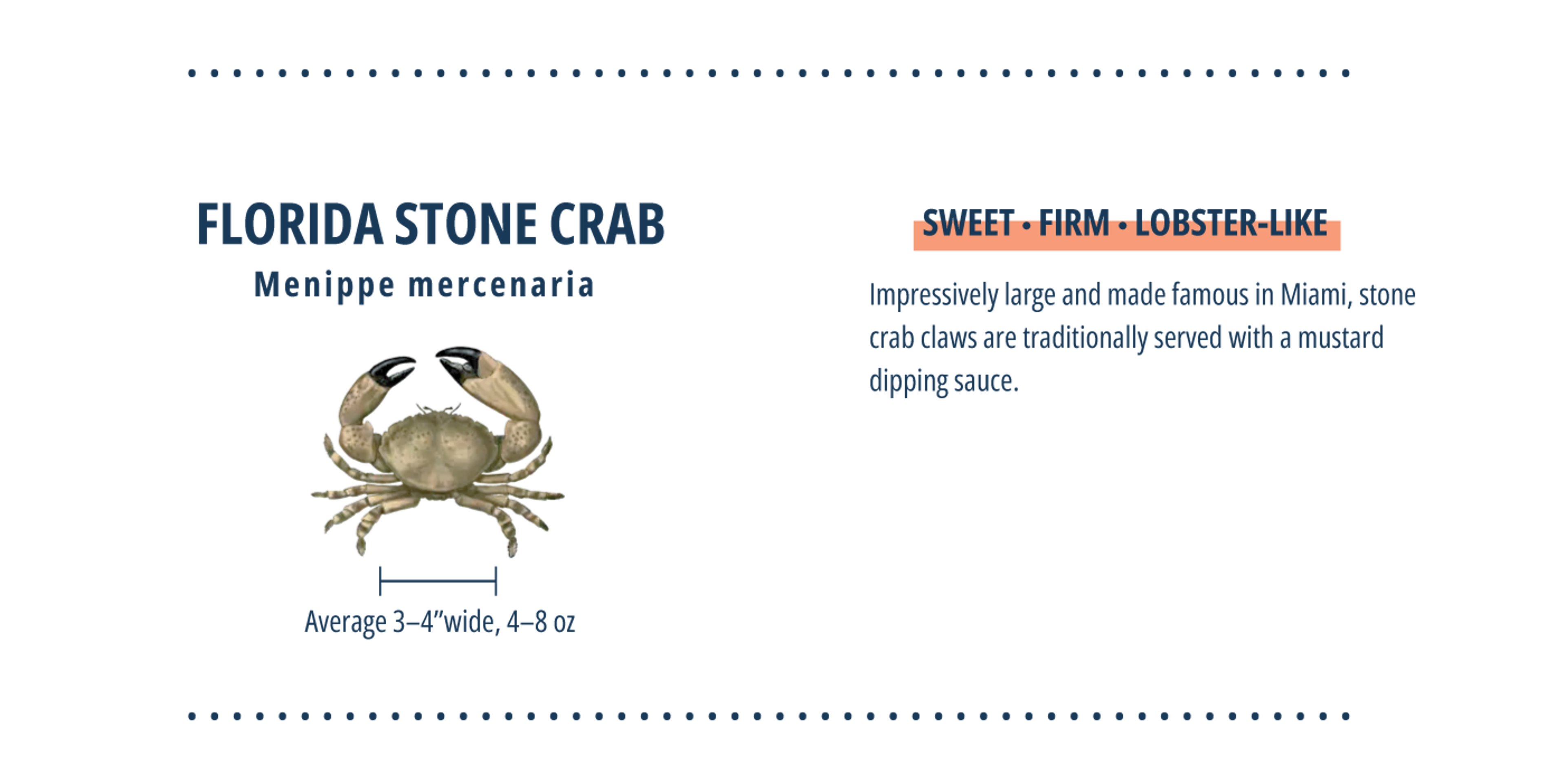 Infographic on Florida Stone Crabs