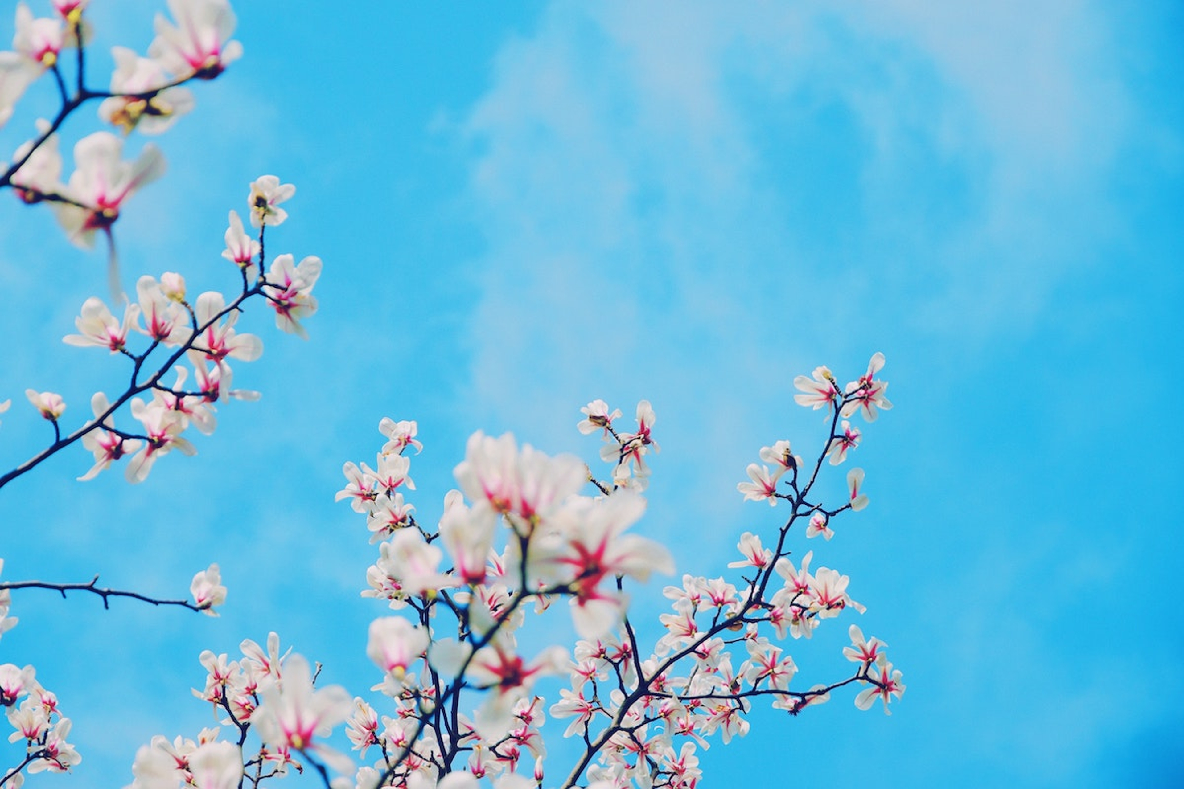 Article Cards Featured Image spring flowers against blue sky