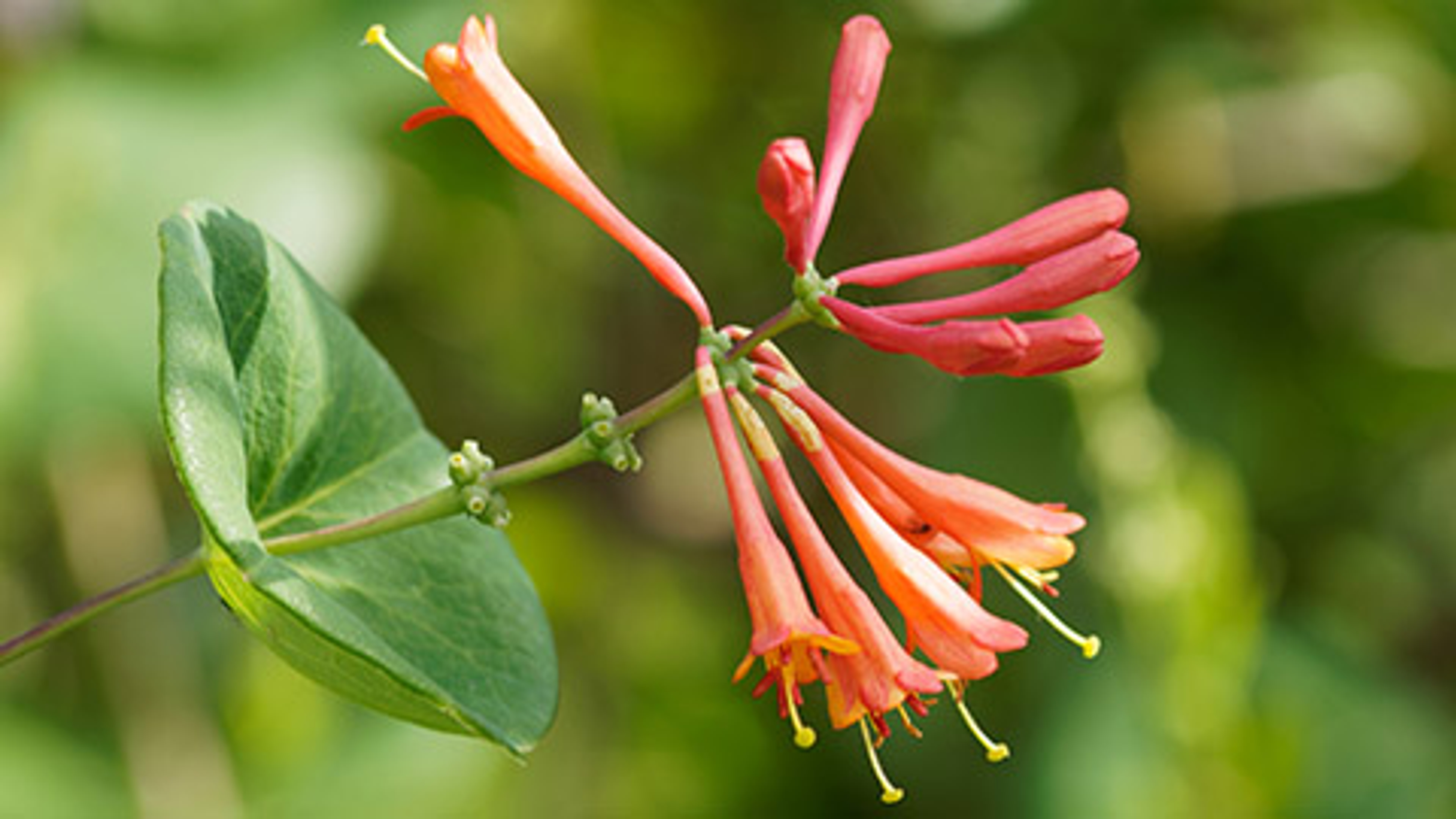 june birth flowers orange honeysuckle