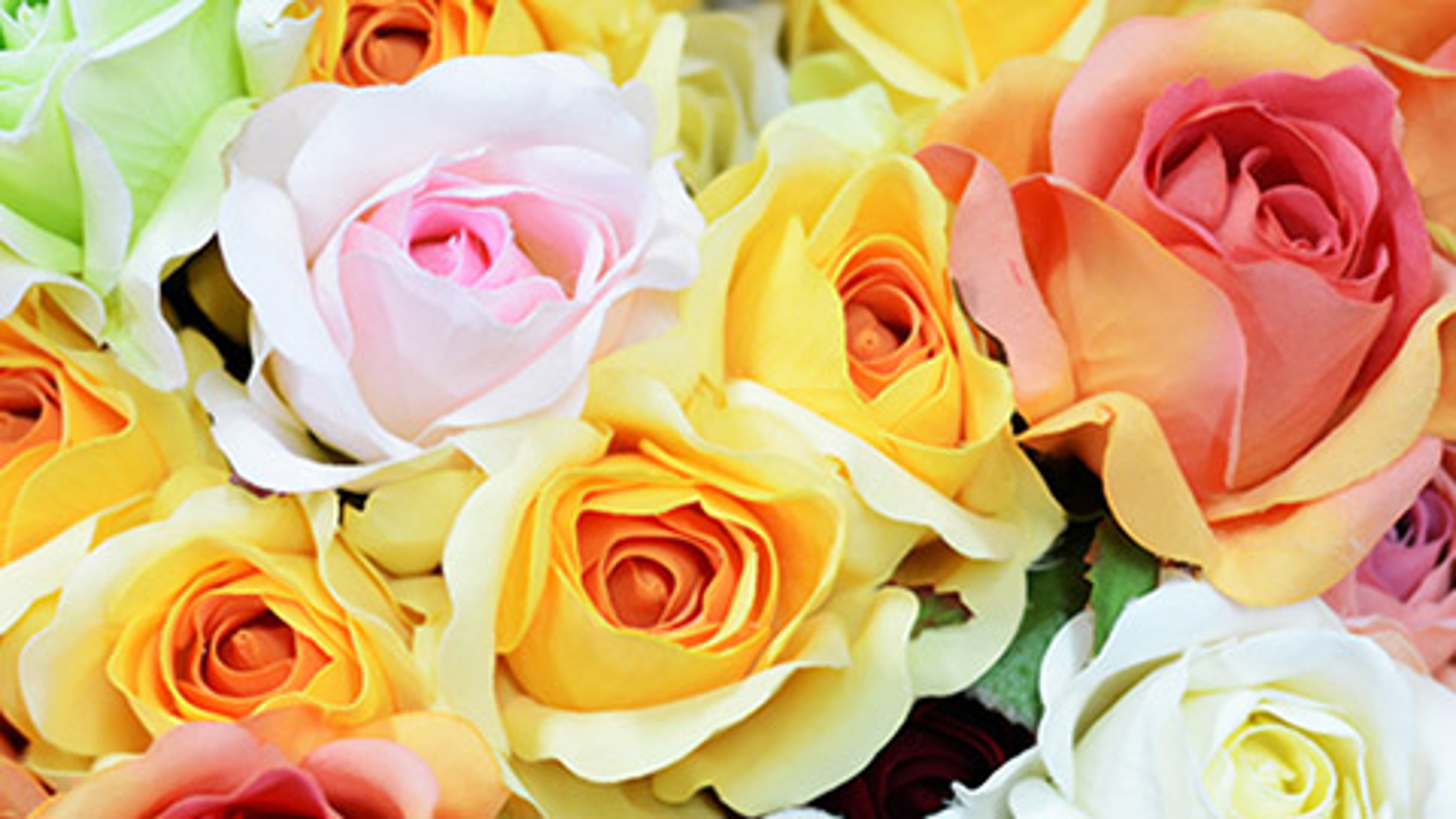 Article Cards Featured Image june birth flowers multicolor roses