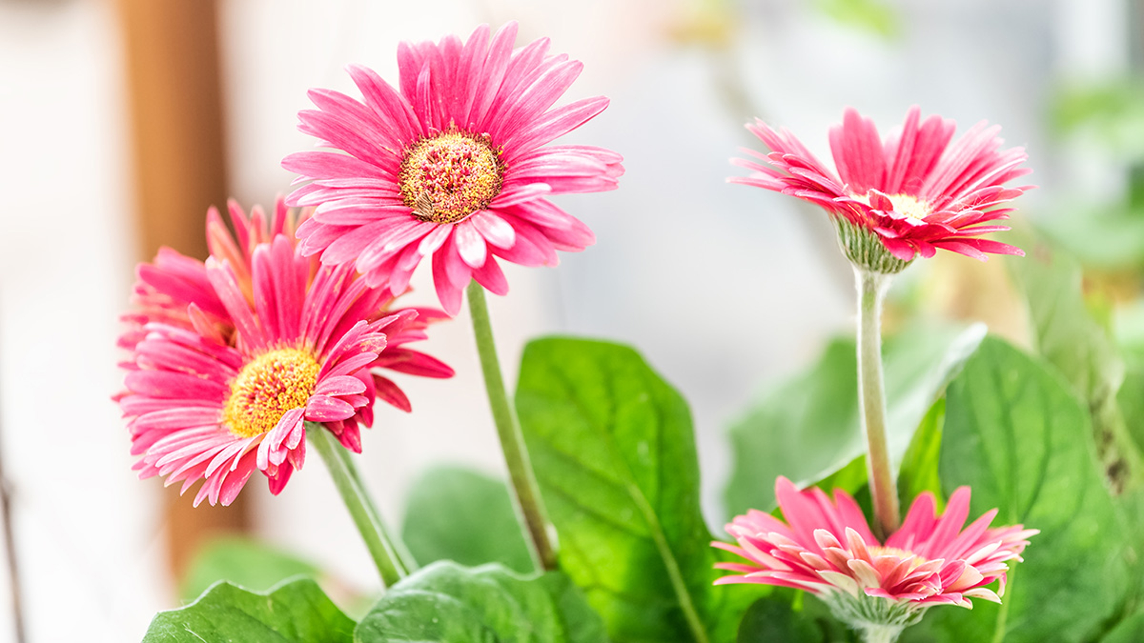 Macro closeup of flower pot with pink gerbera daisies potted plant in sunny room kitchen in home, house indoors interior