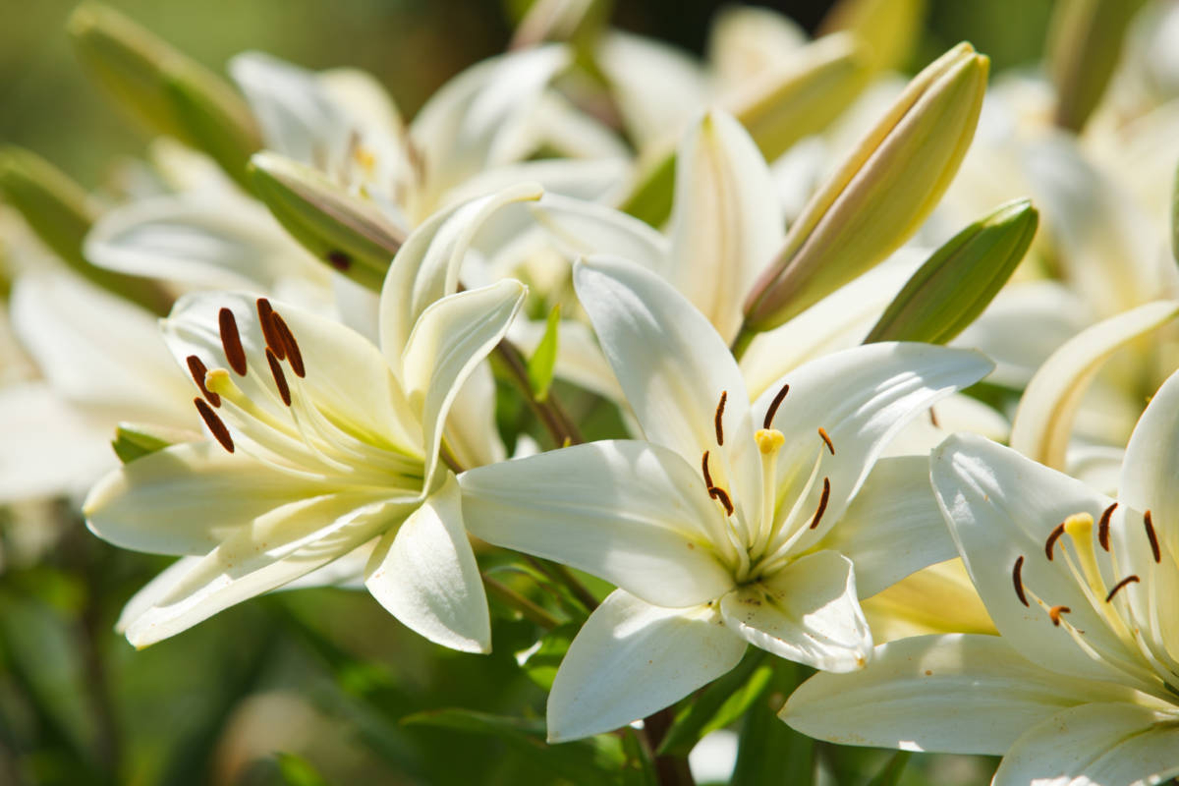 Article Cards Featured Image Many white lilies in a garden