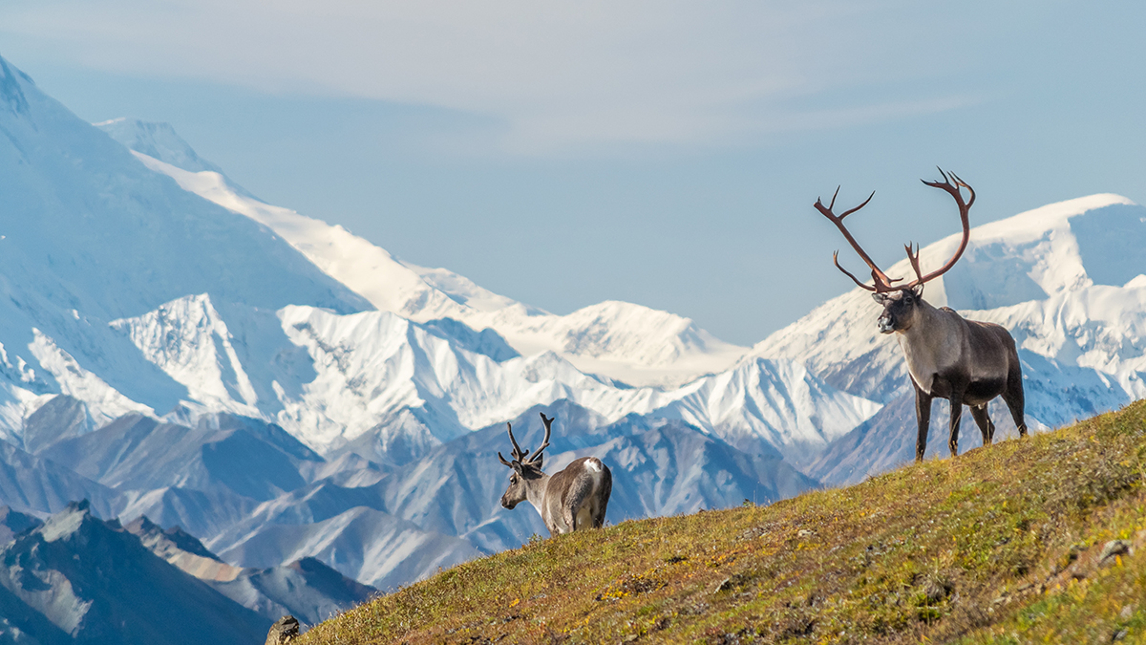 Article Cards Featured Image Majestic caribou bull in front of the mount Denali, mount Mckinley , Alaskal