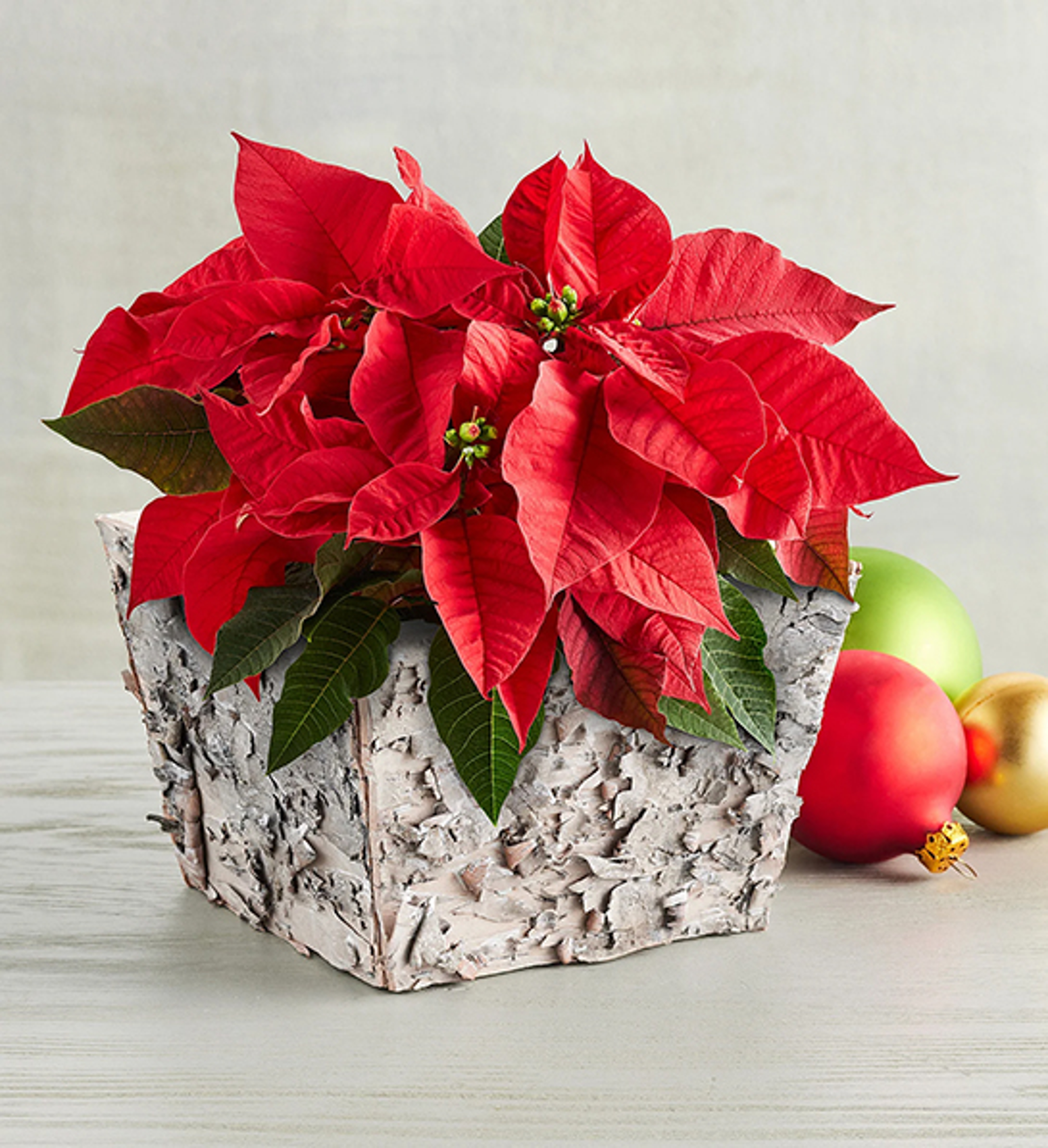christmas decorations poinsettia