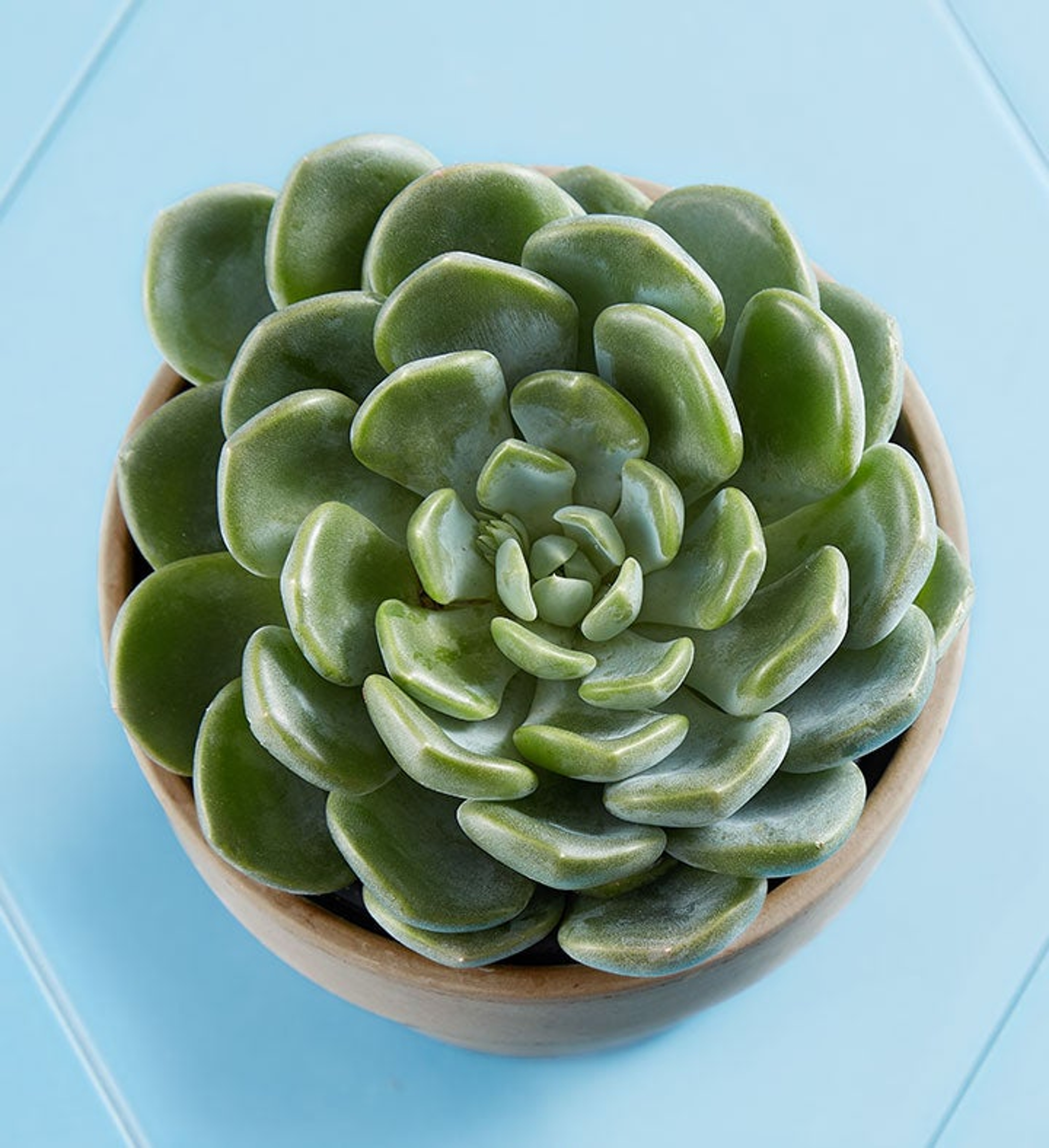 Aurora Echeveria Succulent  by Wild Interiors