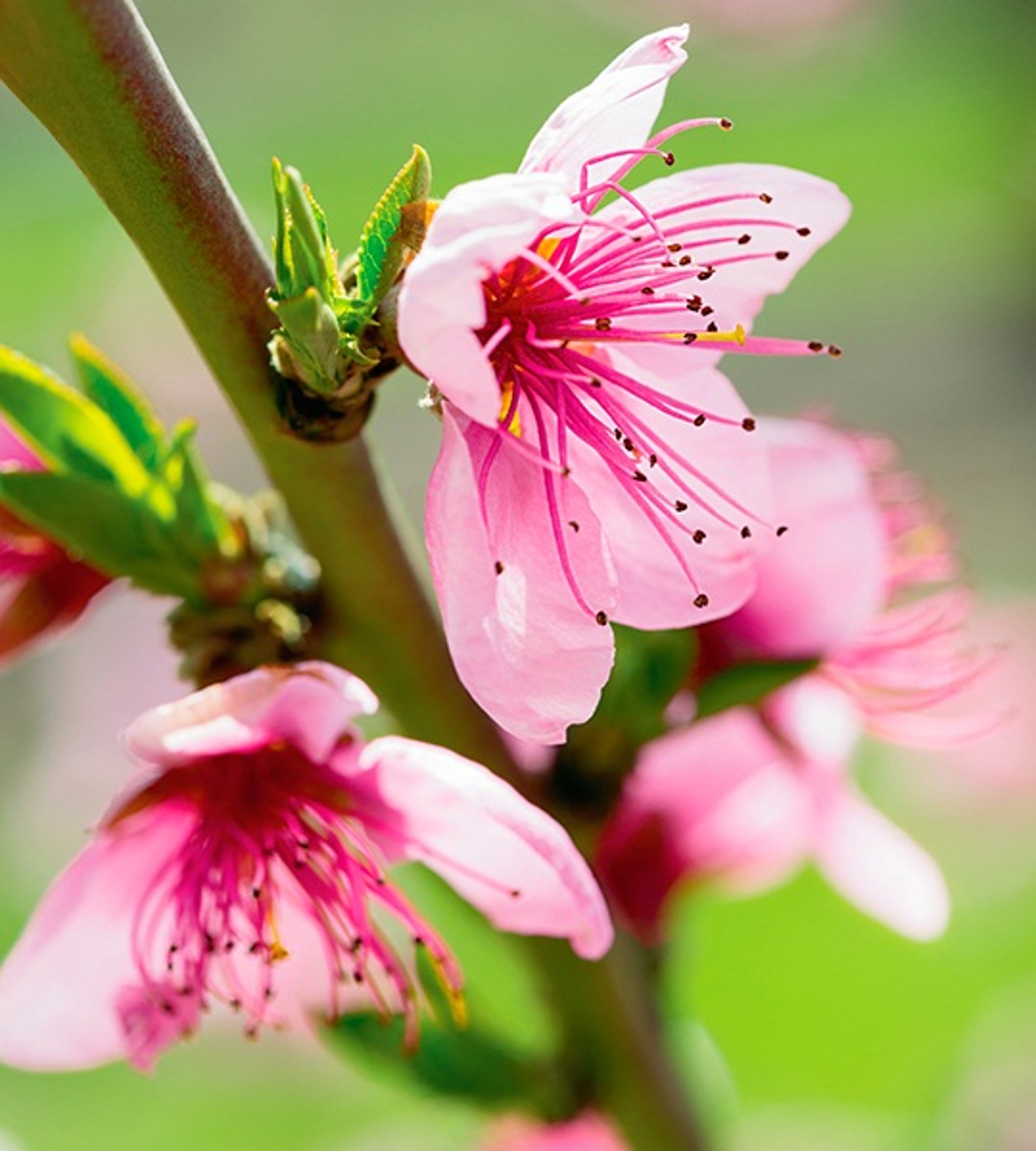 Peach flowers blossoms photos, images at Harry & David