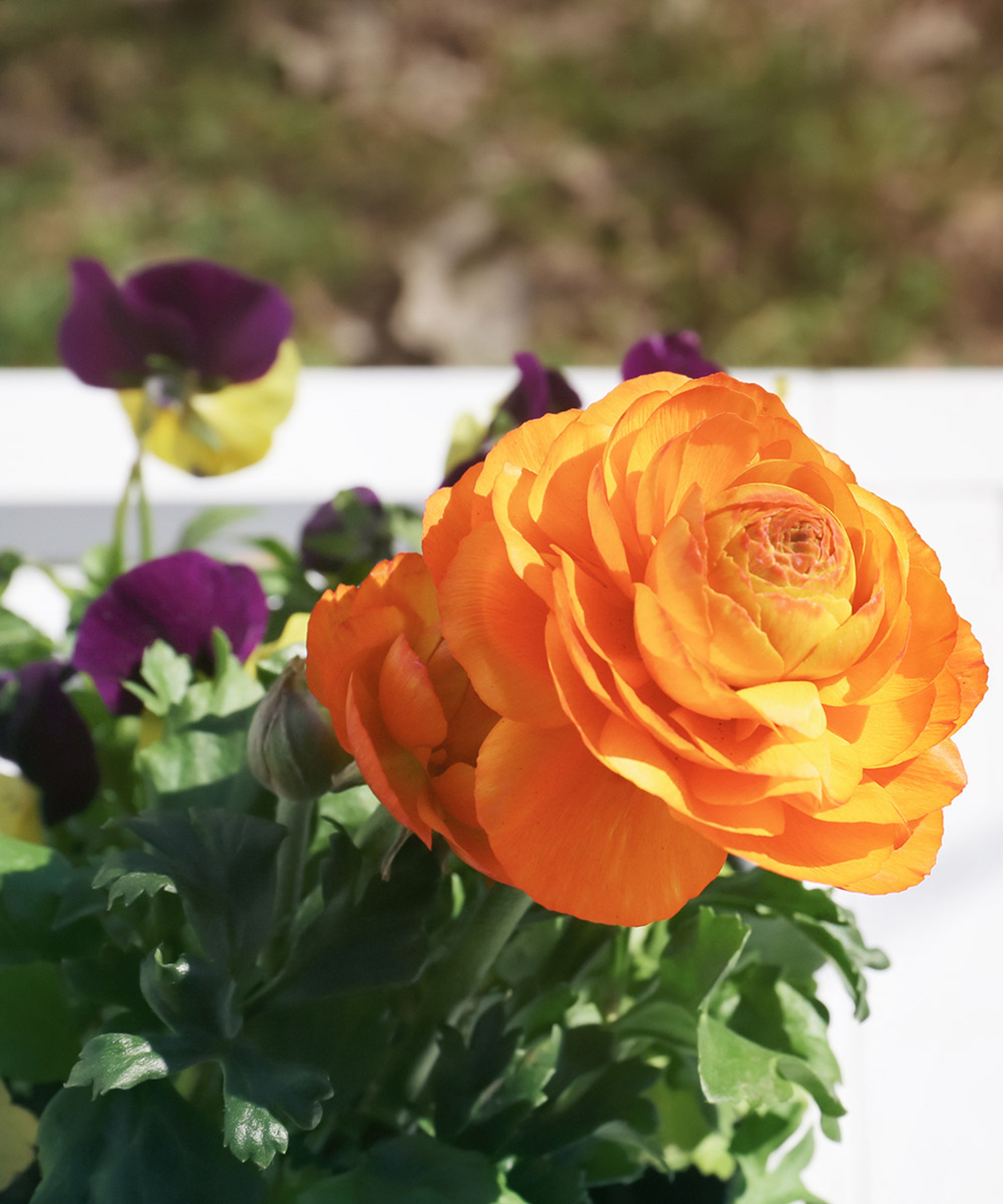 Beautiful ranunculus flower on blurred background