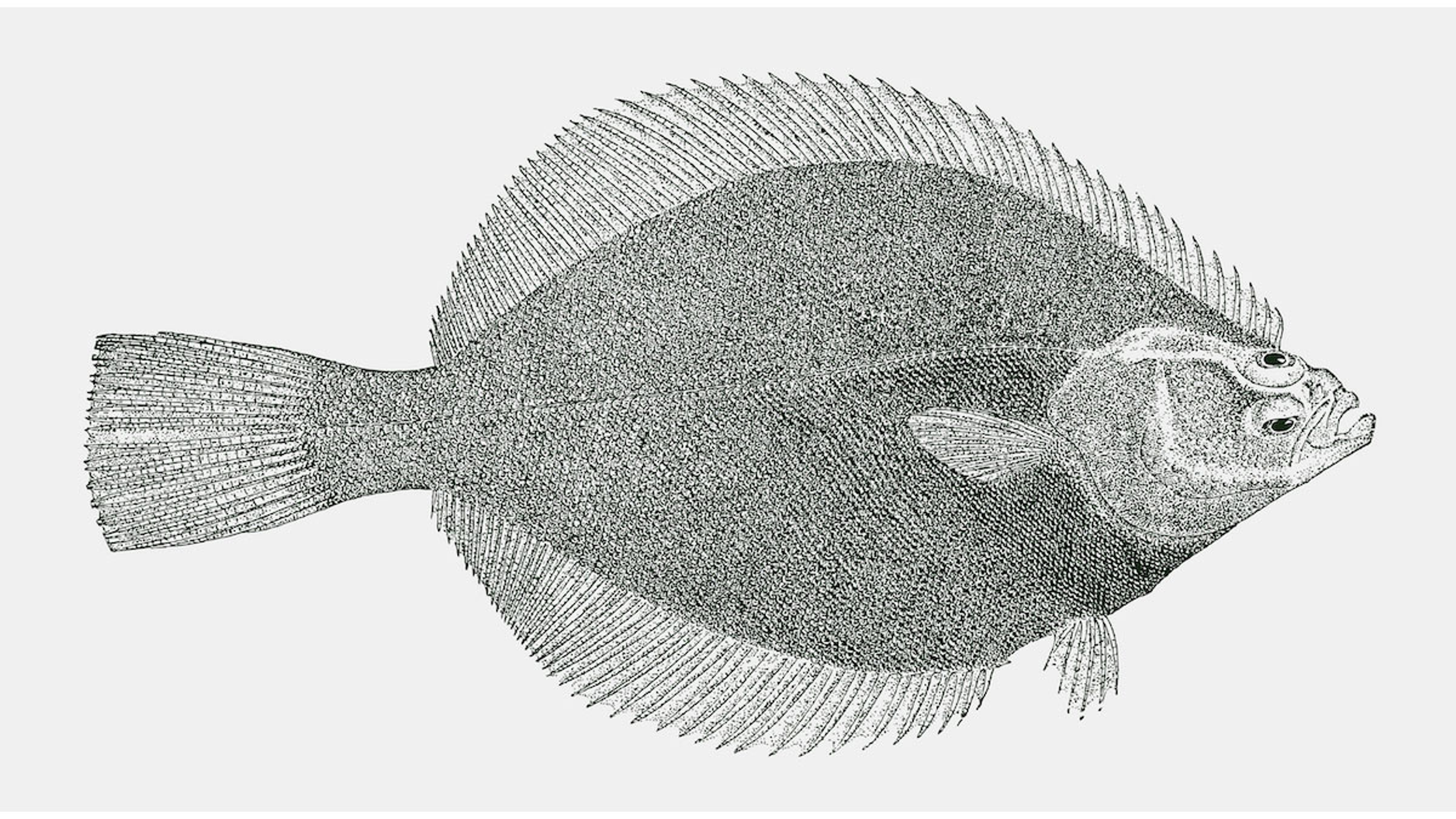 Article Cards Featured Image Petrale Sole Our Favorite Flounder featured image