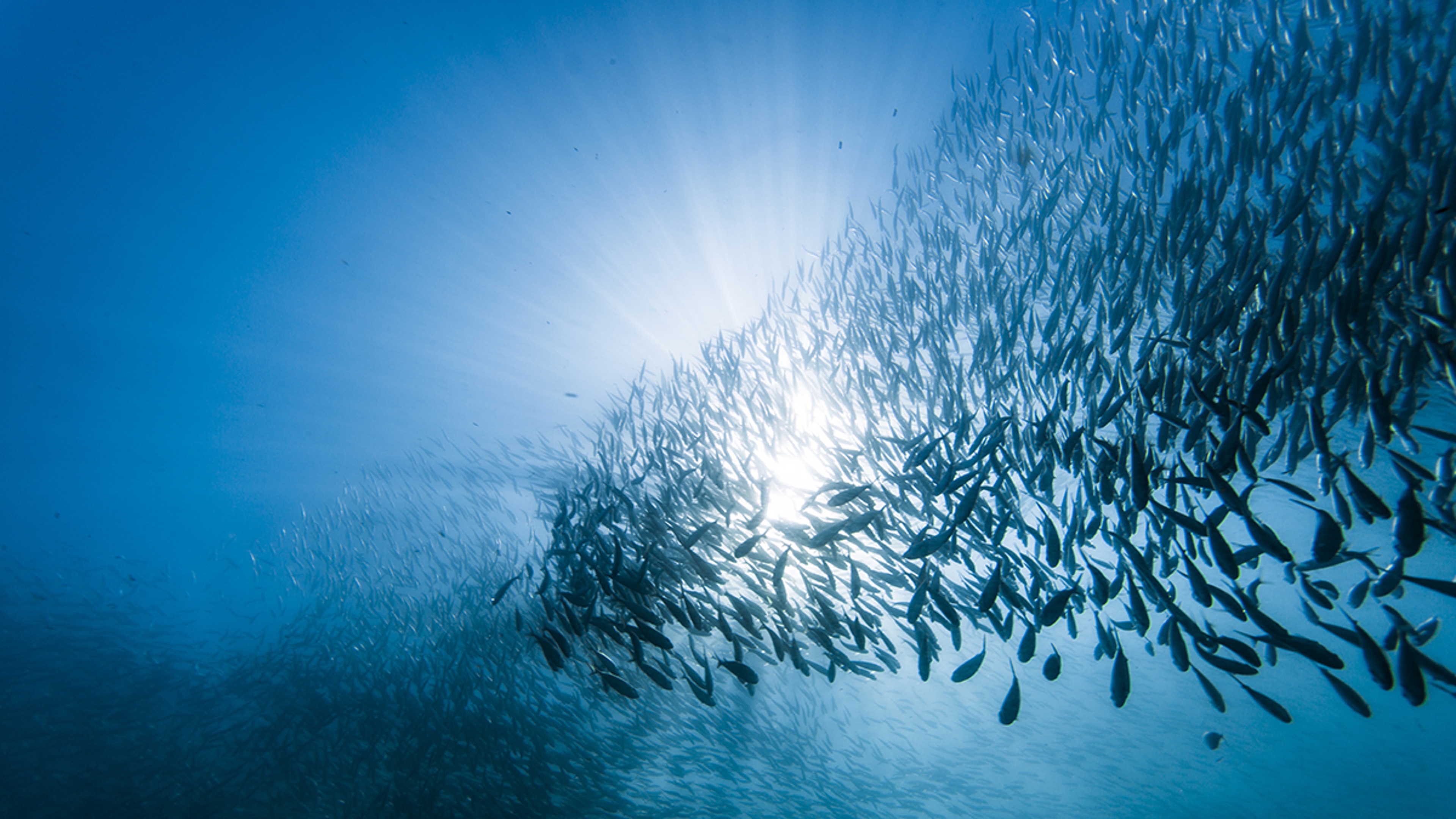 Article Cards Featured Image School of sardines under water