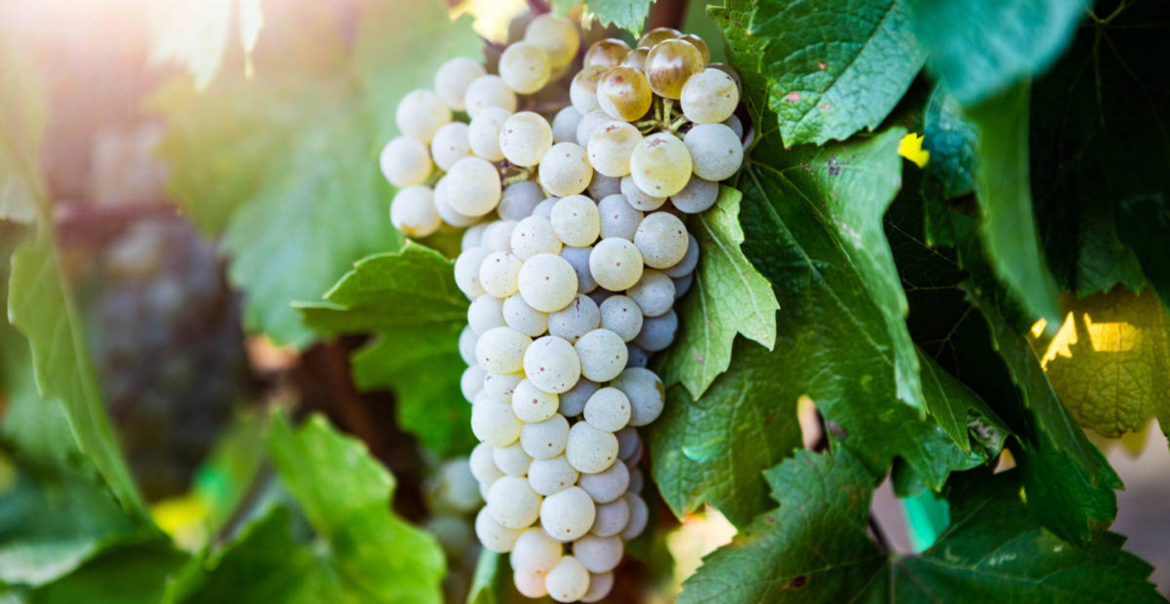 Terms for wine with a bunch of chardonnay grapes on a vine.