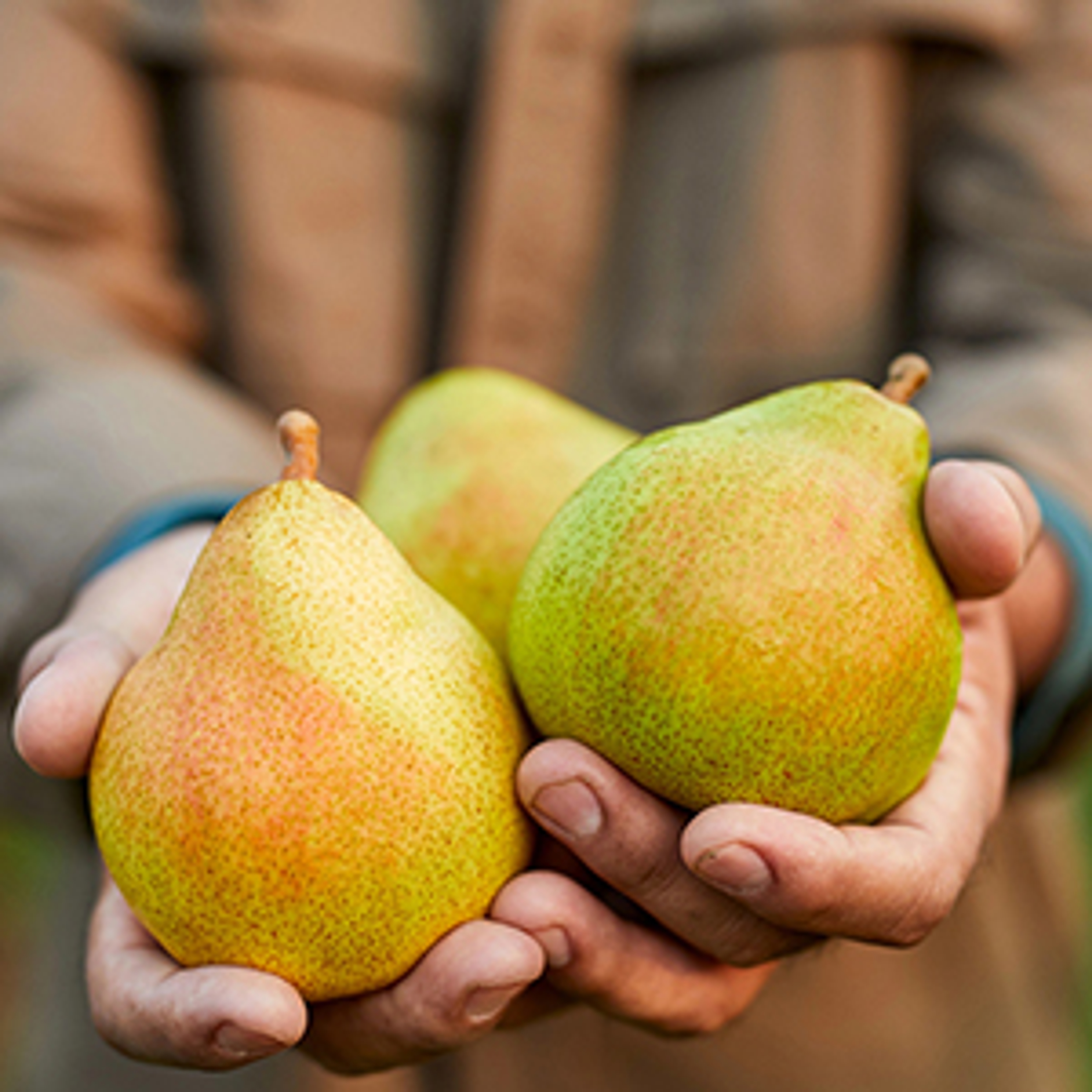 Several pears held in someone's hands.