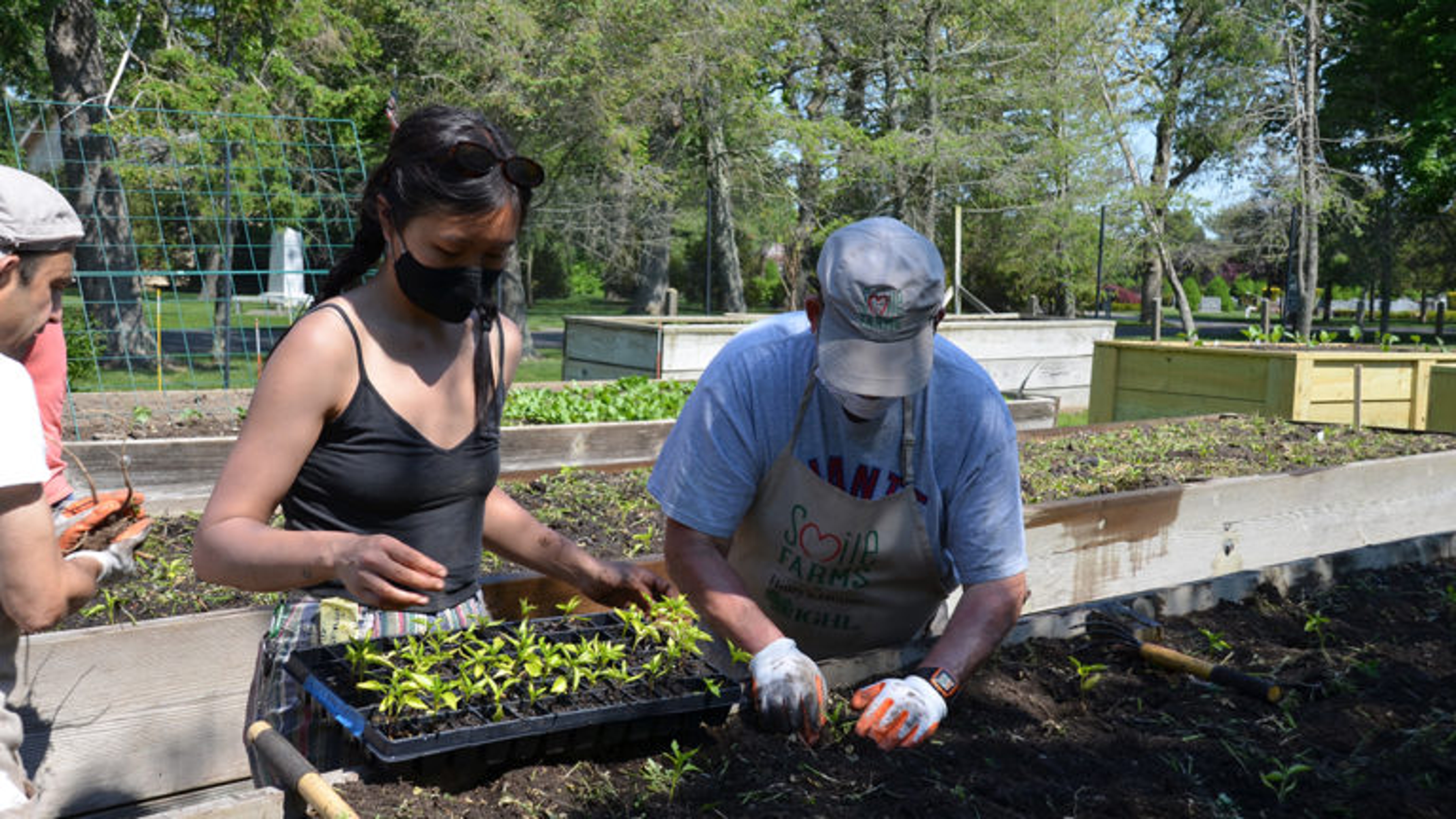Hot sauce image two people planting starts in a garden bed