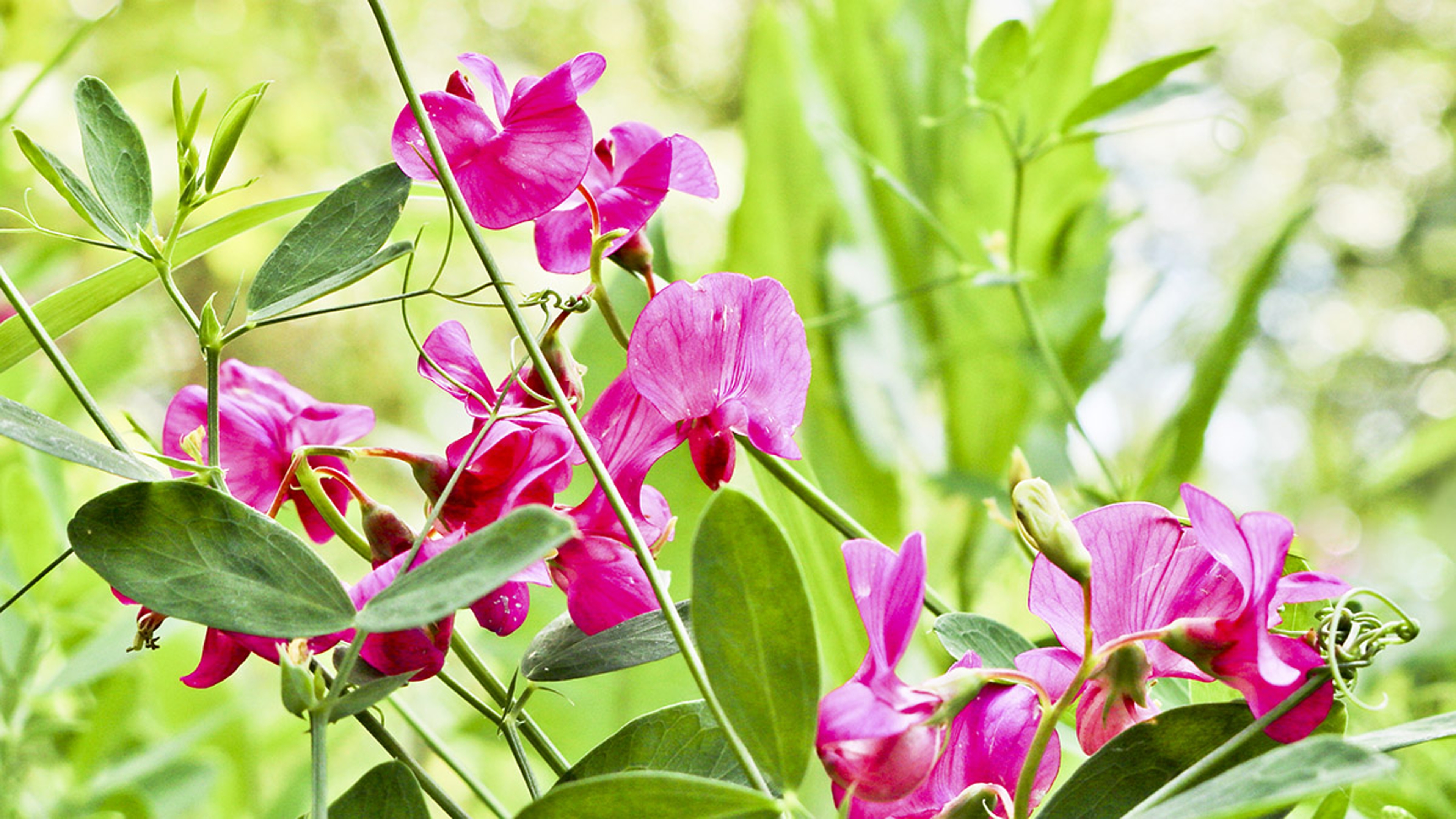 april birth flowers sweet peas