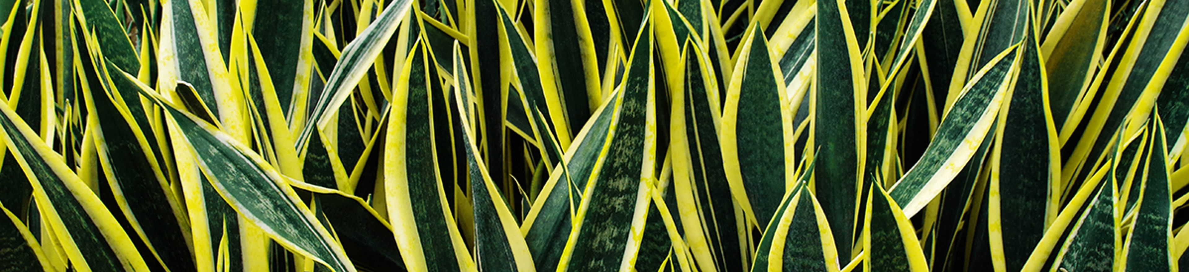 Variegated tropical leaves pattern of snake plant or mother in law's tongue  Sansevieria trifasciata 'Laurentii'  and aloe succulent plant on dark nature background.