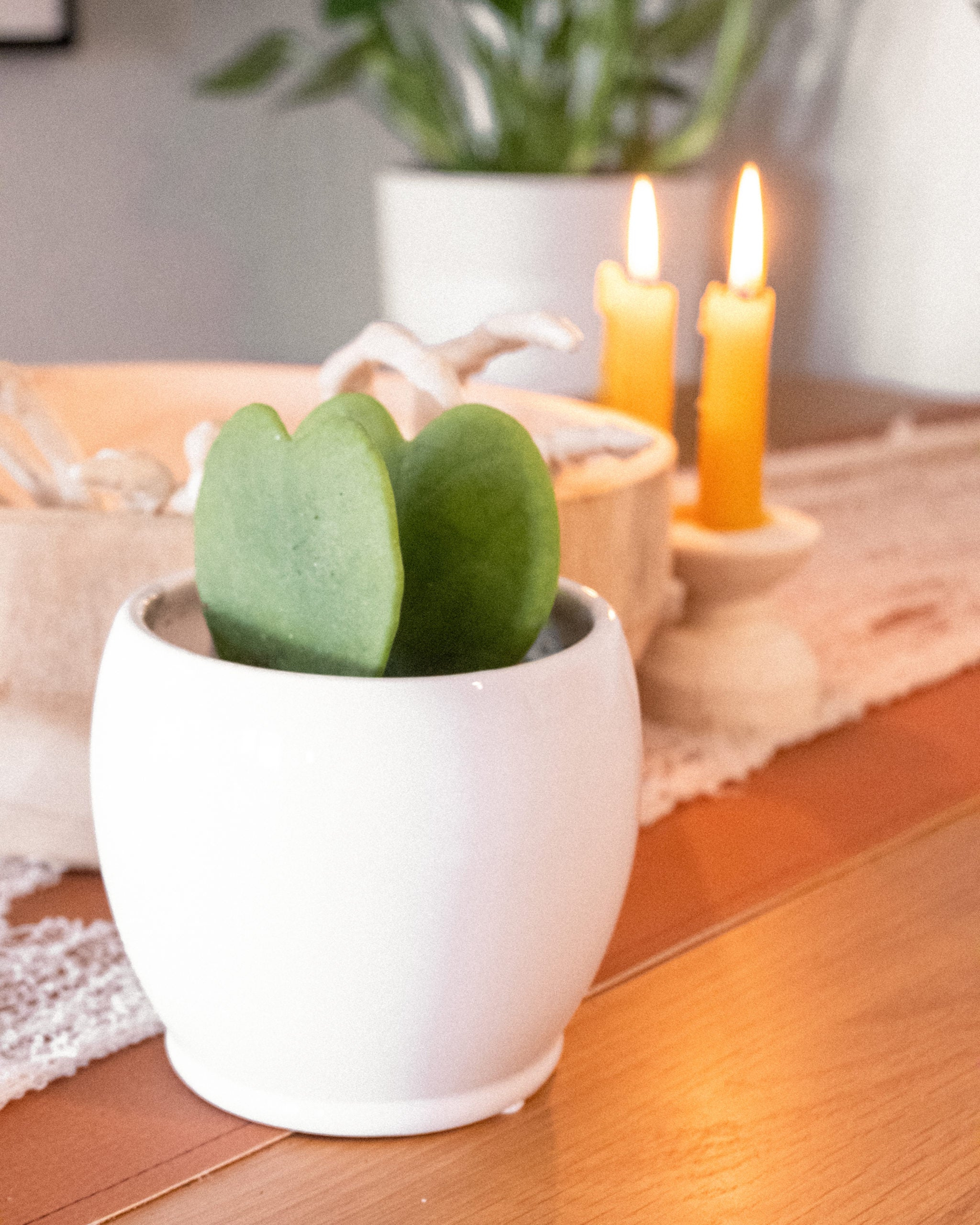 A Hoya Heart Succulent and candles on a table in a dorm