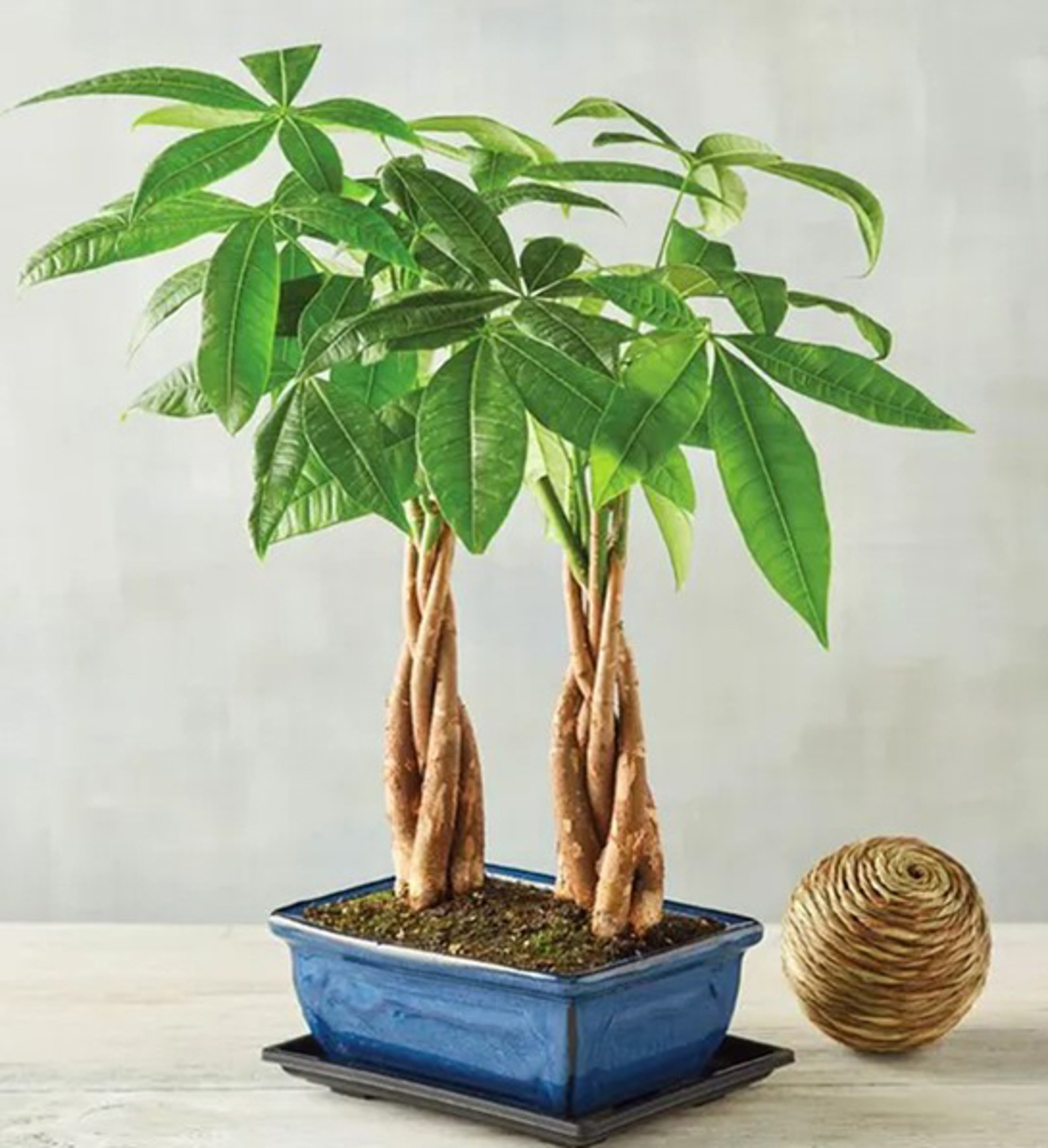birthday gifts for brothers money tree