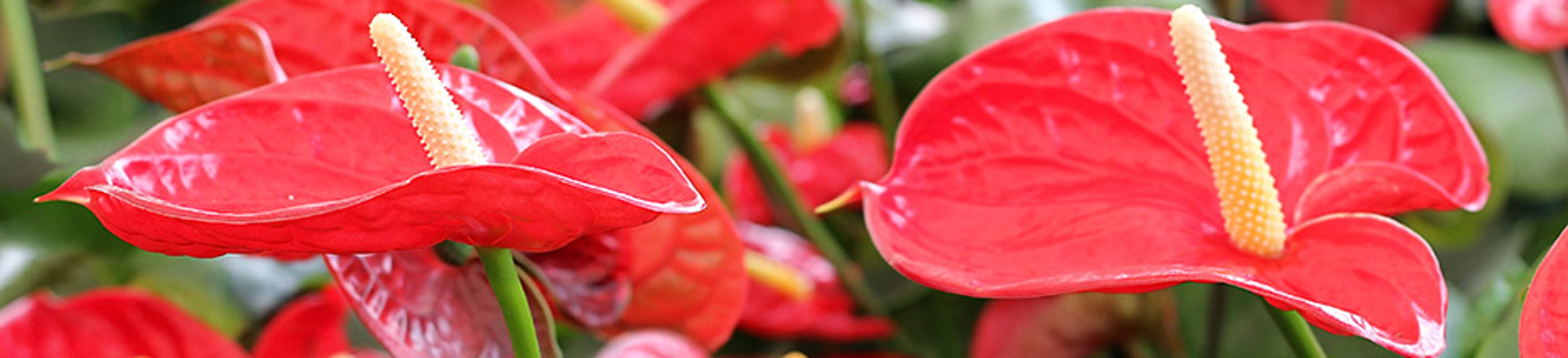 winter indoor plants with Anthuriums