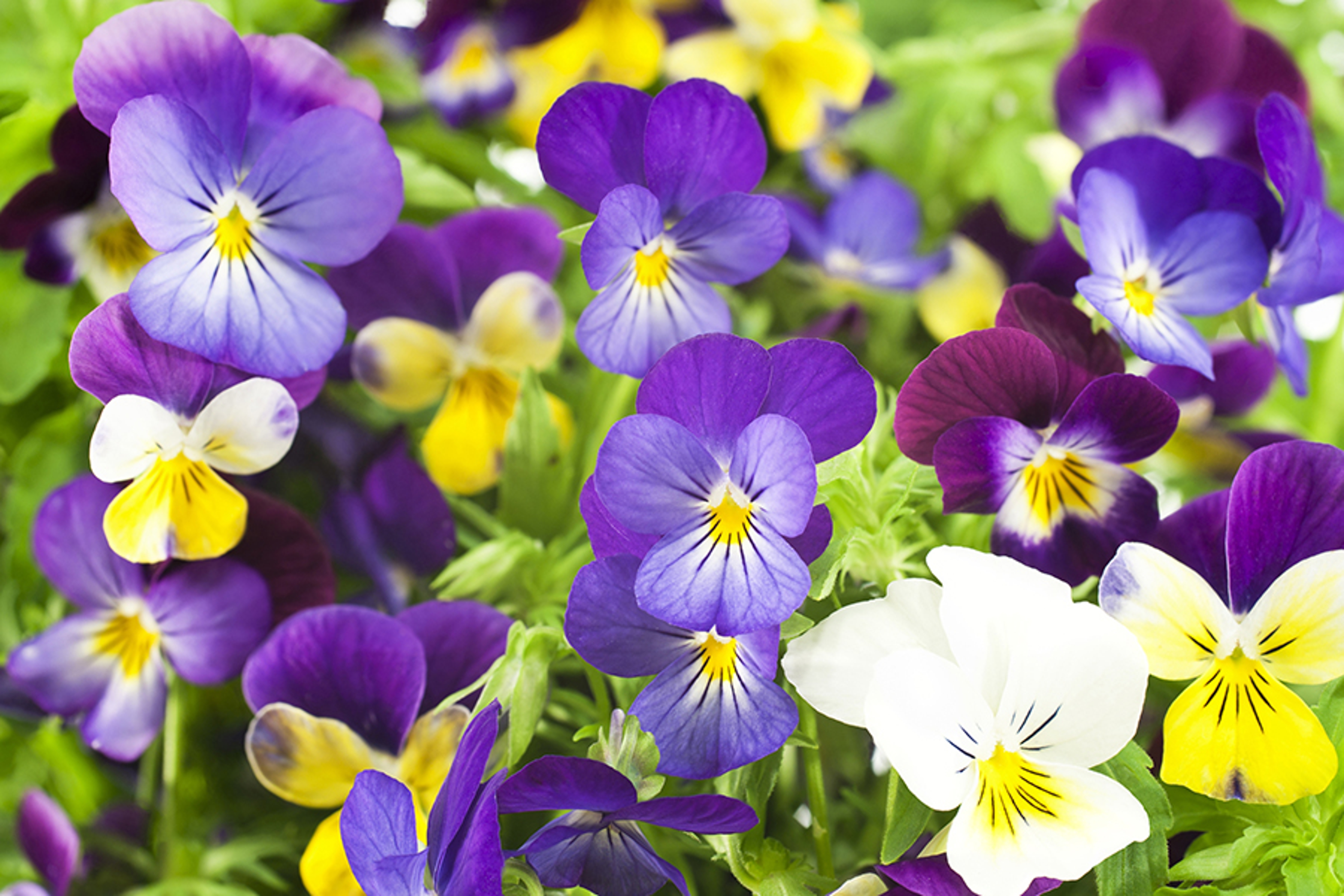 pansy