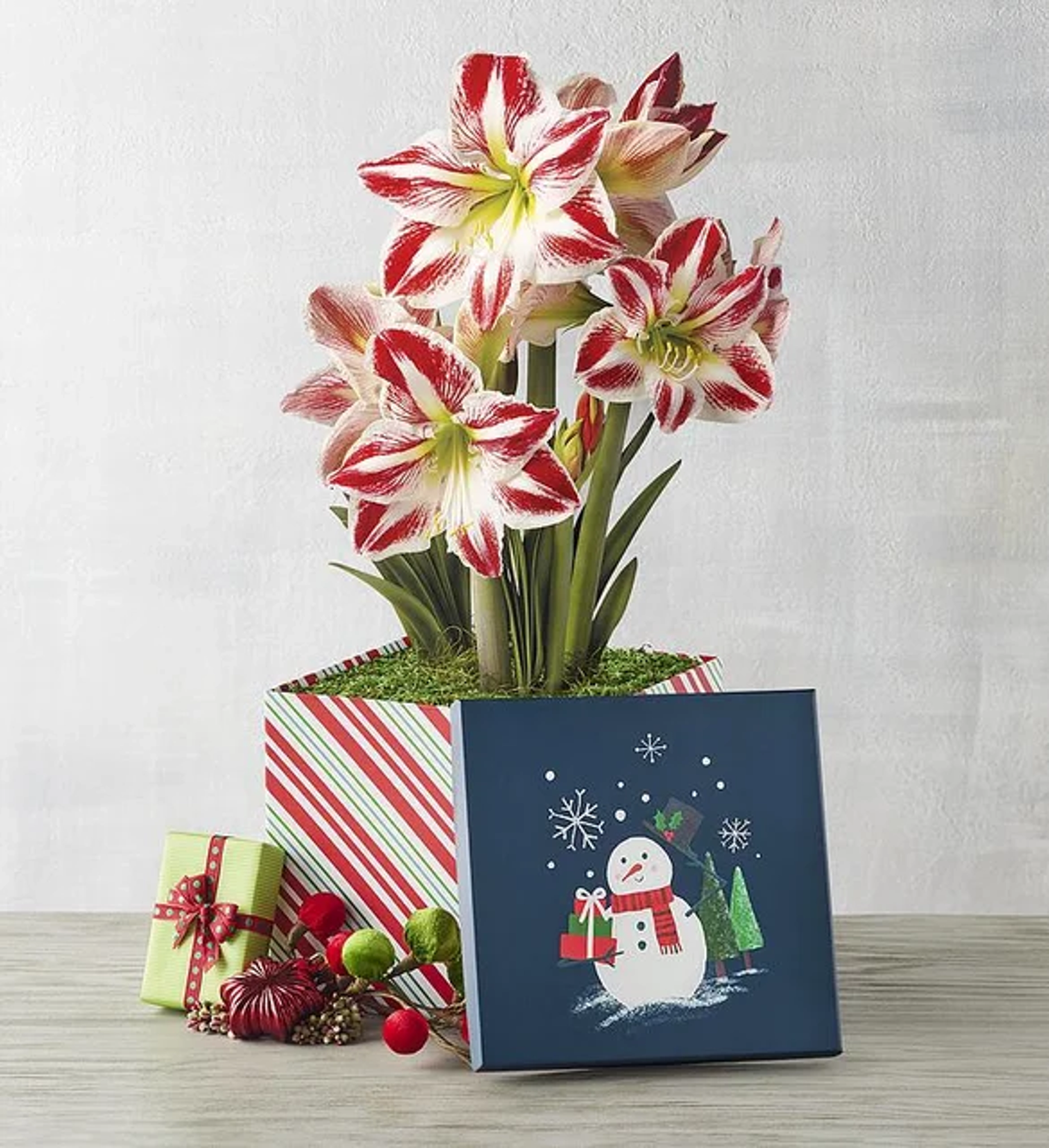 christmas gifts for her Candy Cane Amaryllis