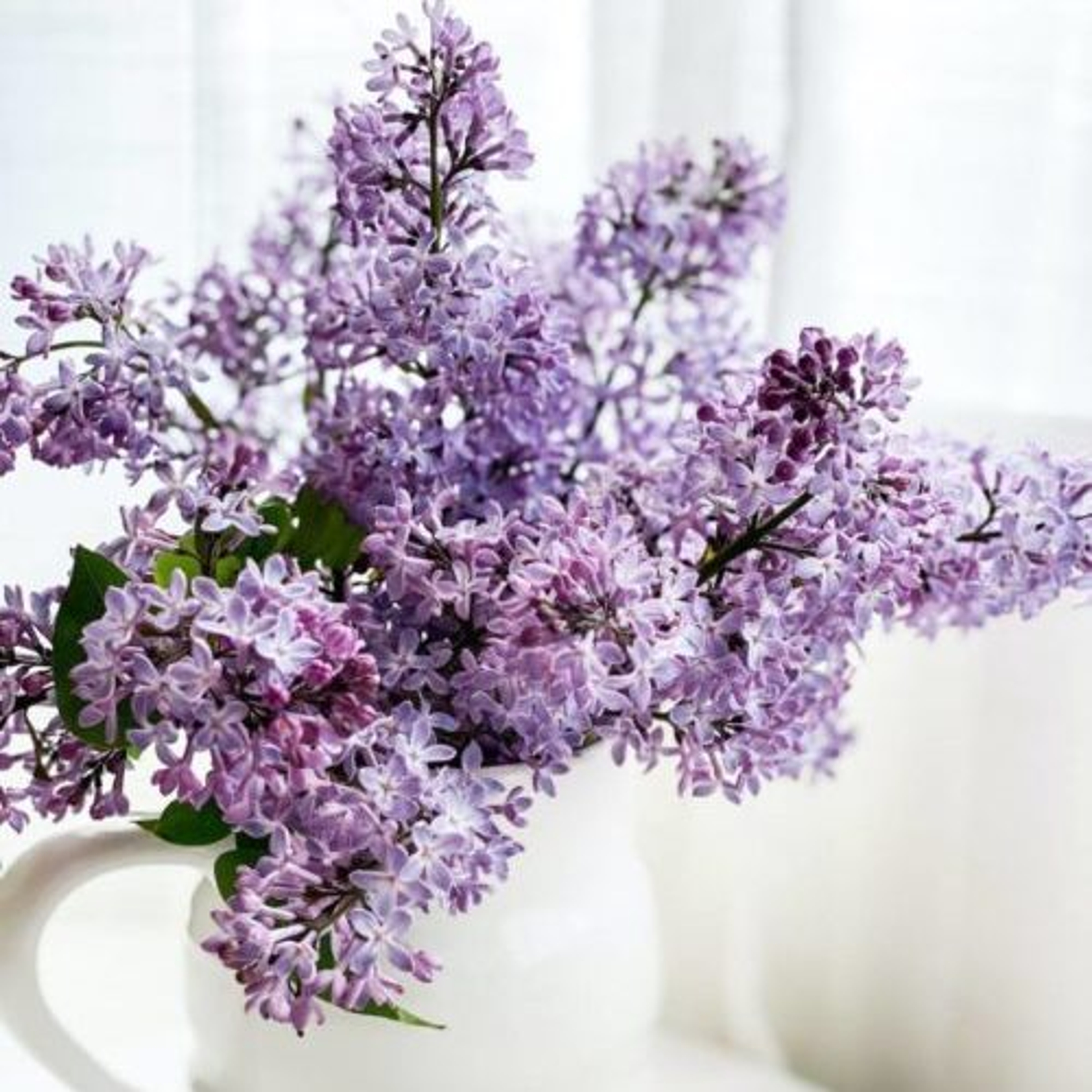 Lilacs